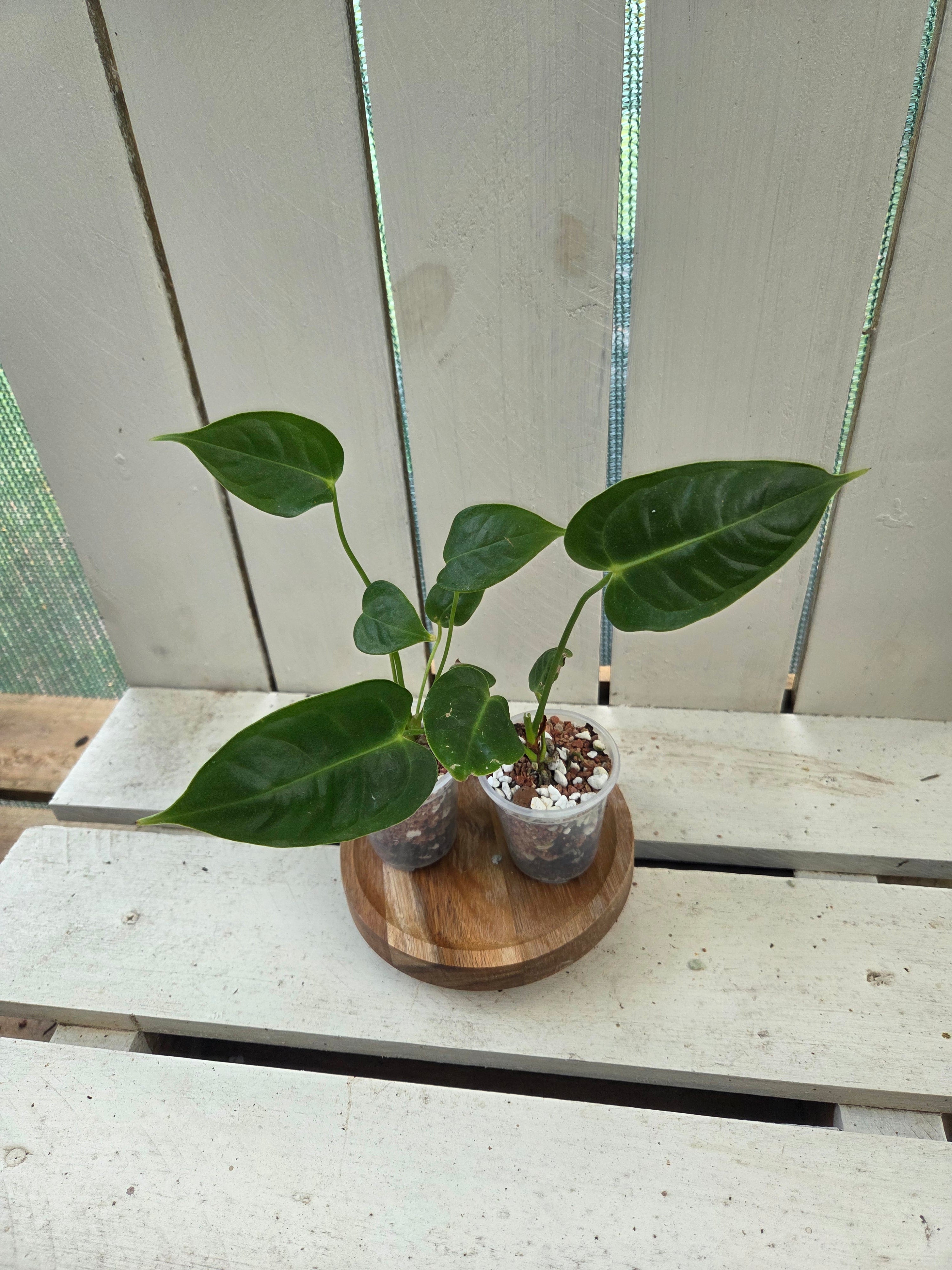 Anthurium Veitchii Narrow form baby plants