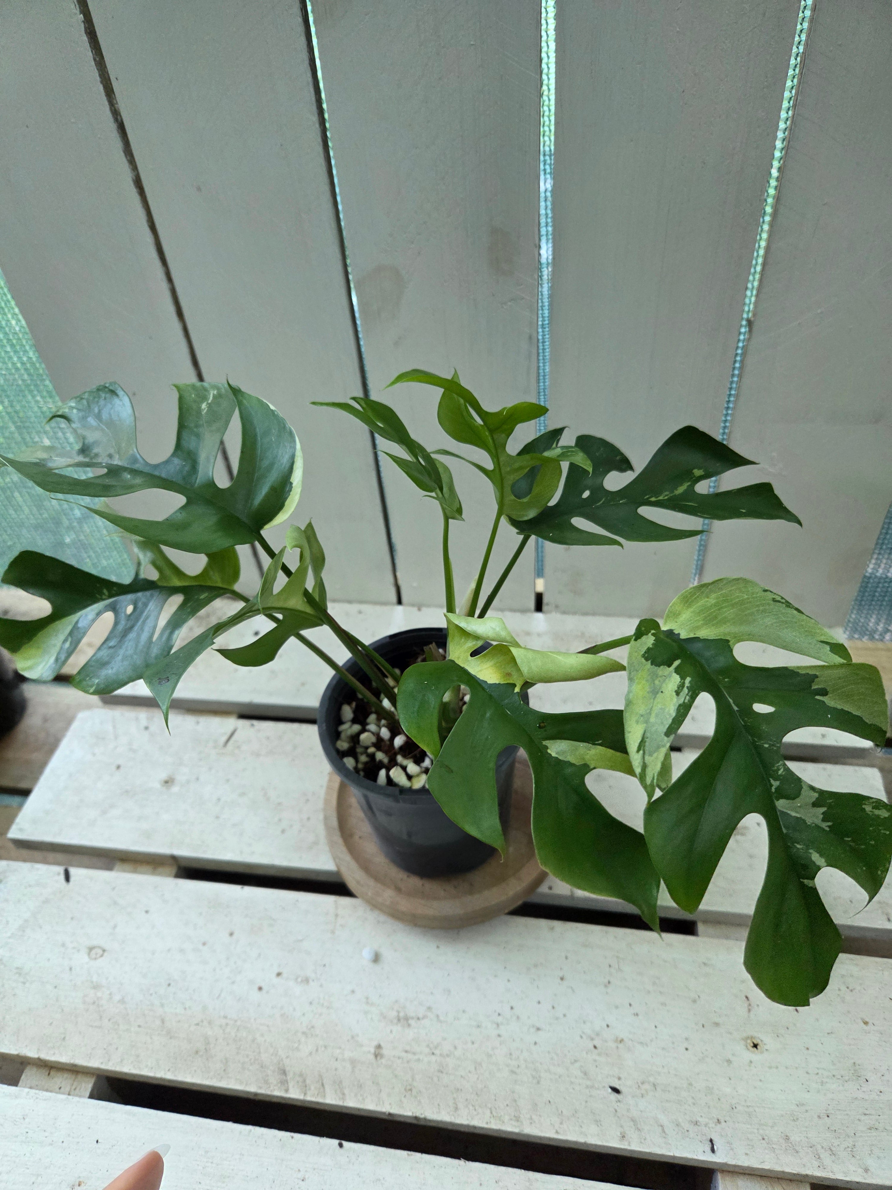 Rhaphidophora Tetrasperma Variegata aka Variegated mini Monstera rare indoor plant