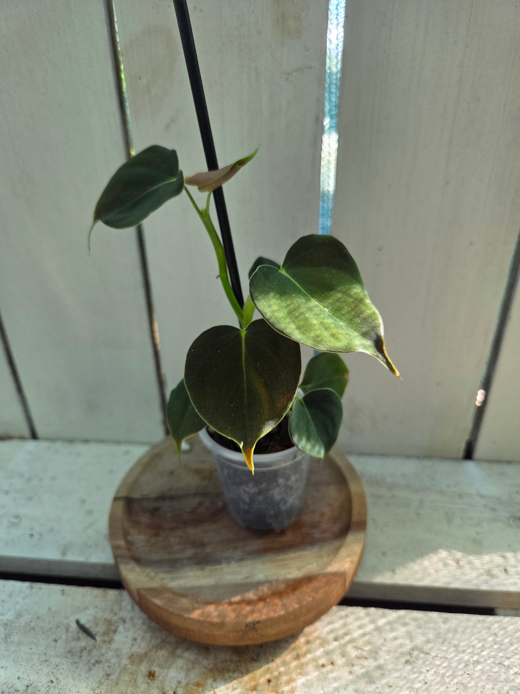 Philodendron Lupinum velvety heart shaped leaves