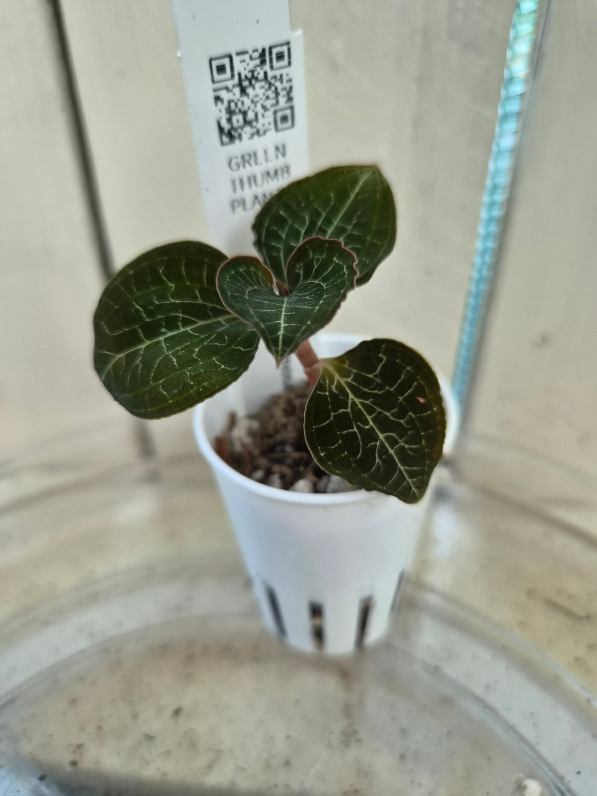 Anoectochilus Formosanus Hayata Jewel Orchid Species - RARE