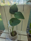 Amydrium Humile- Heart shaped creeping aroid