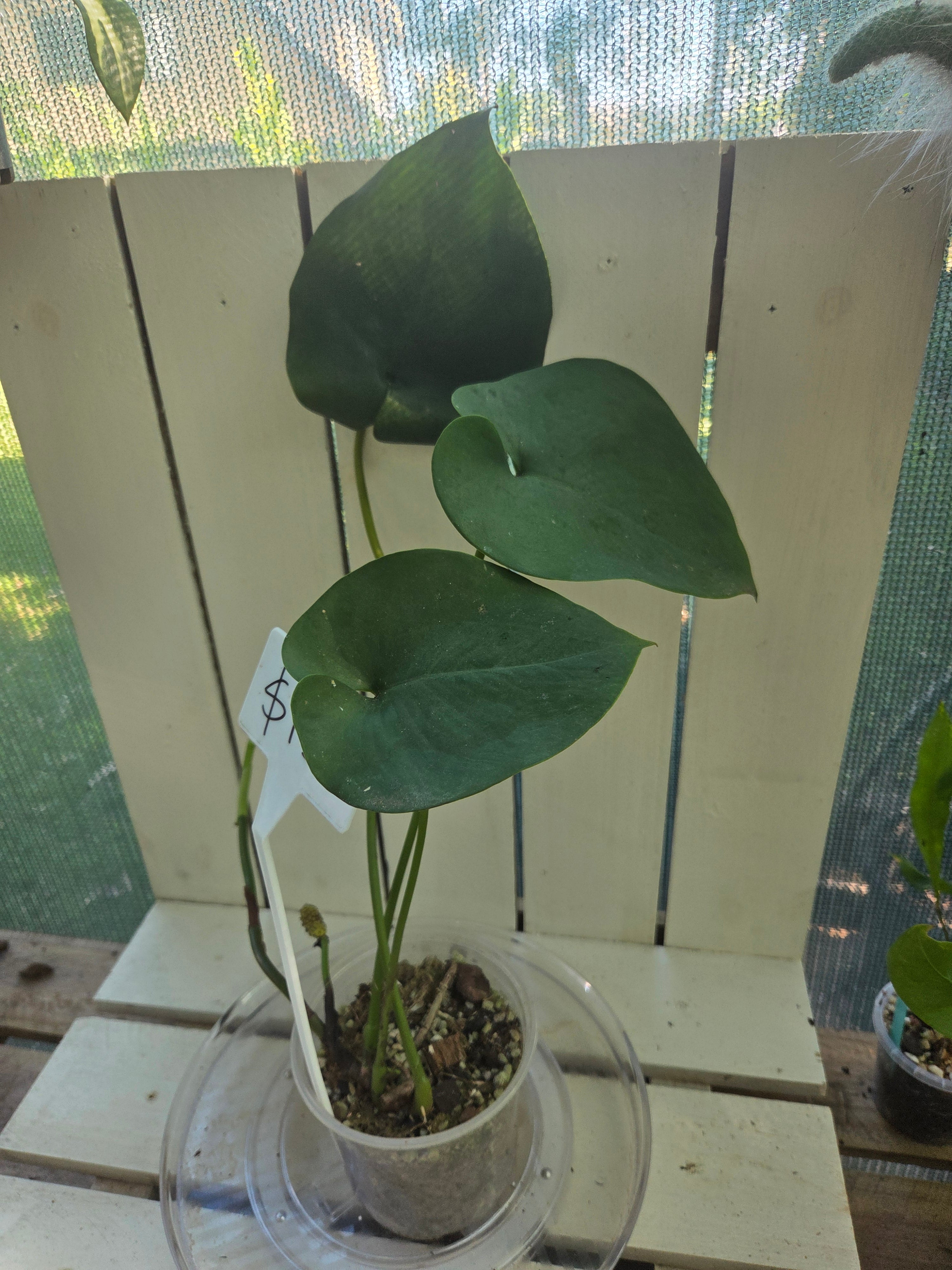 Amydrium Humile- Heart shaped creeping aroid