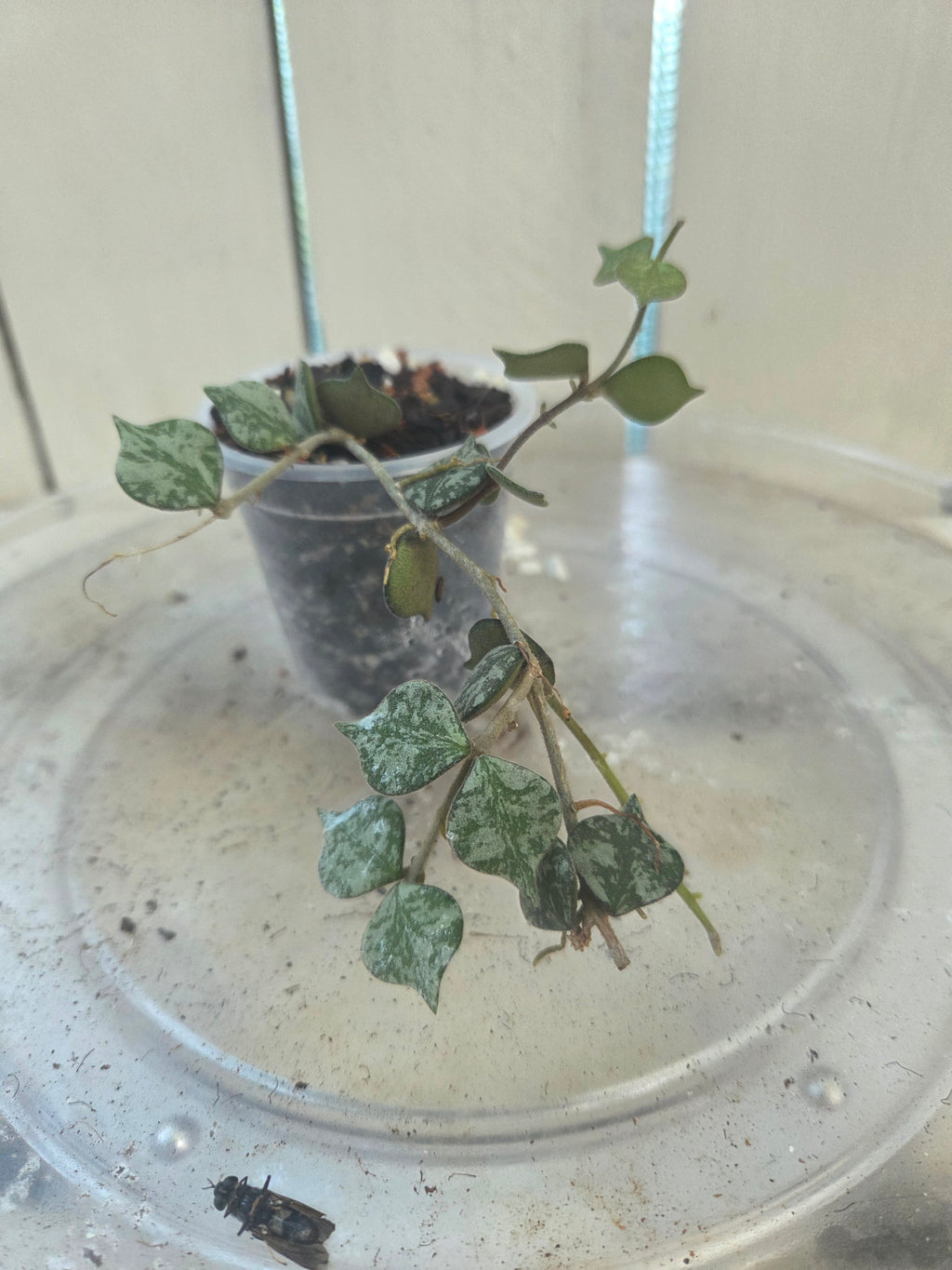 Hoya Curtisii Baby Botanics