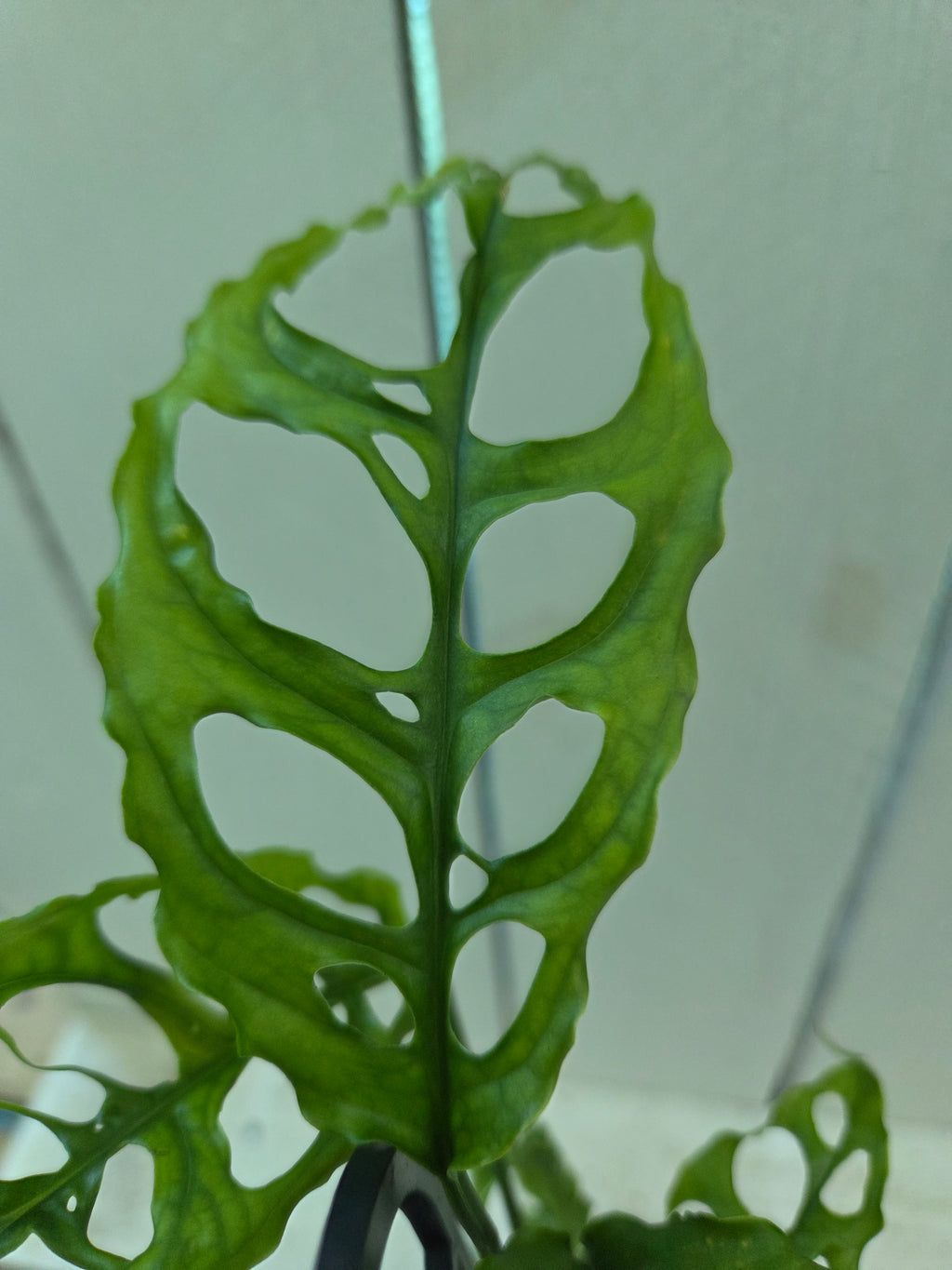 Monstera Obliqua Peru rare indoor plant