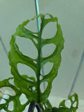 Monstera Obliqua Peru rare indoor plant