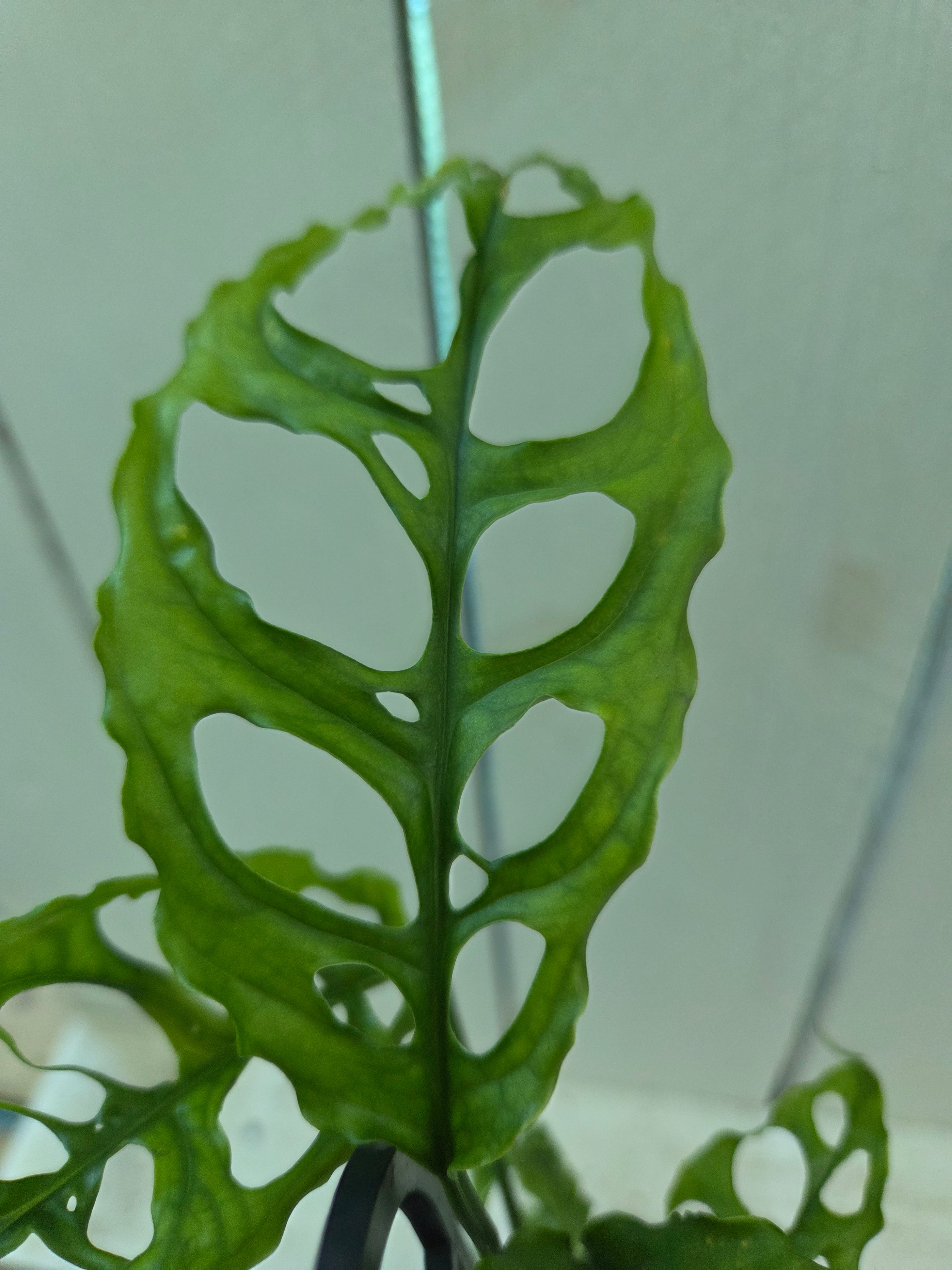 Monstera Obliqua Peru rare indoor plant