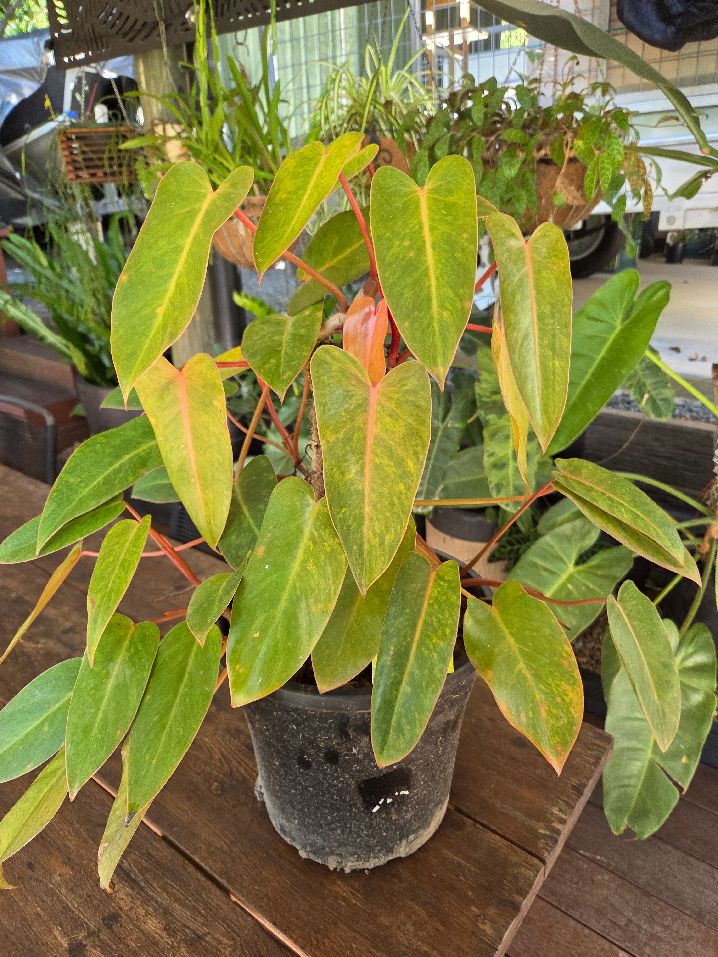 Philodendron Painted Lady large established plant