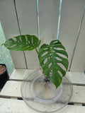 Monstera Uno if Uno you know