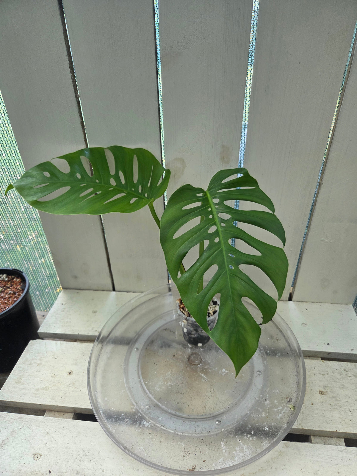Monstera Uno if Uno you know