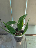 Hoya Polyneura Broget fishtail hoya 2x rooted cuttings