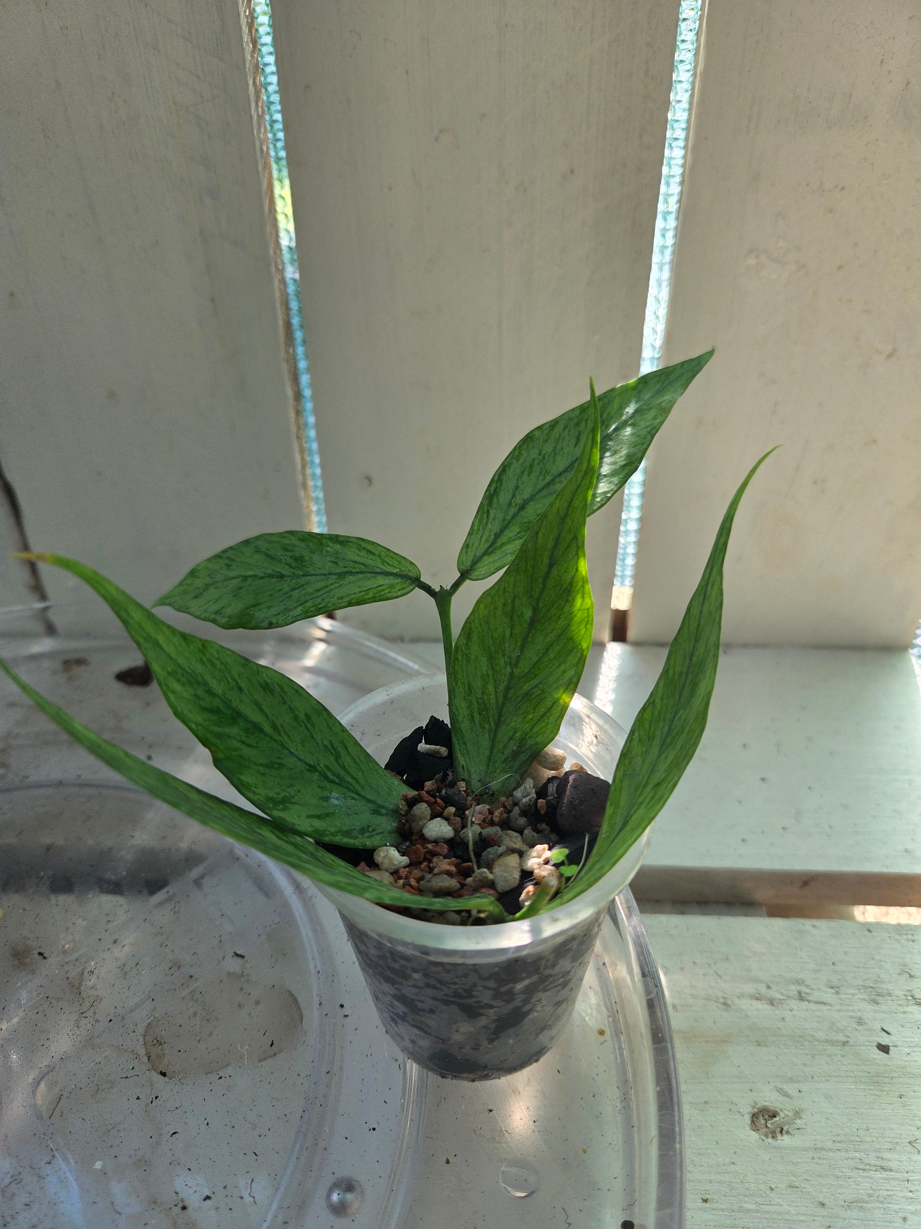 Hoya Polyneura Broget fishtail hoya 2x rooted cuttings