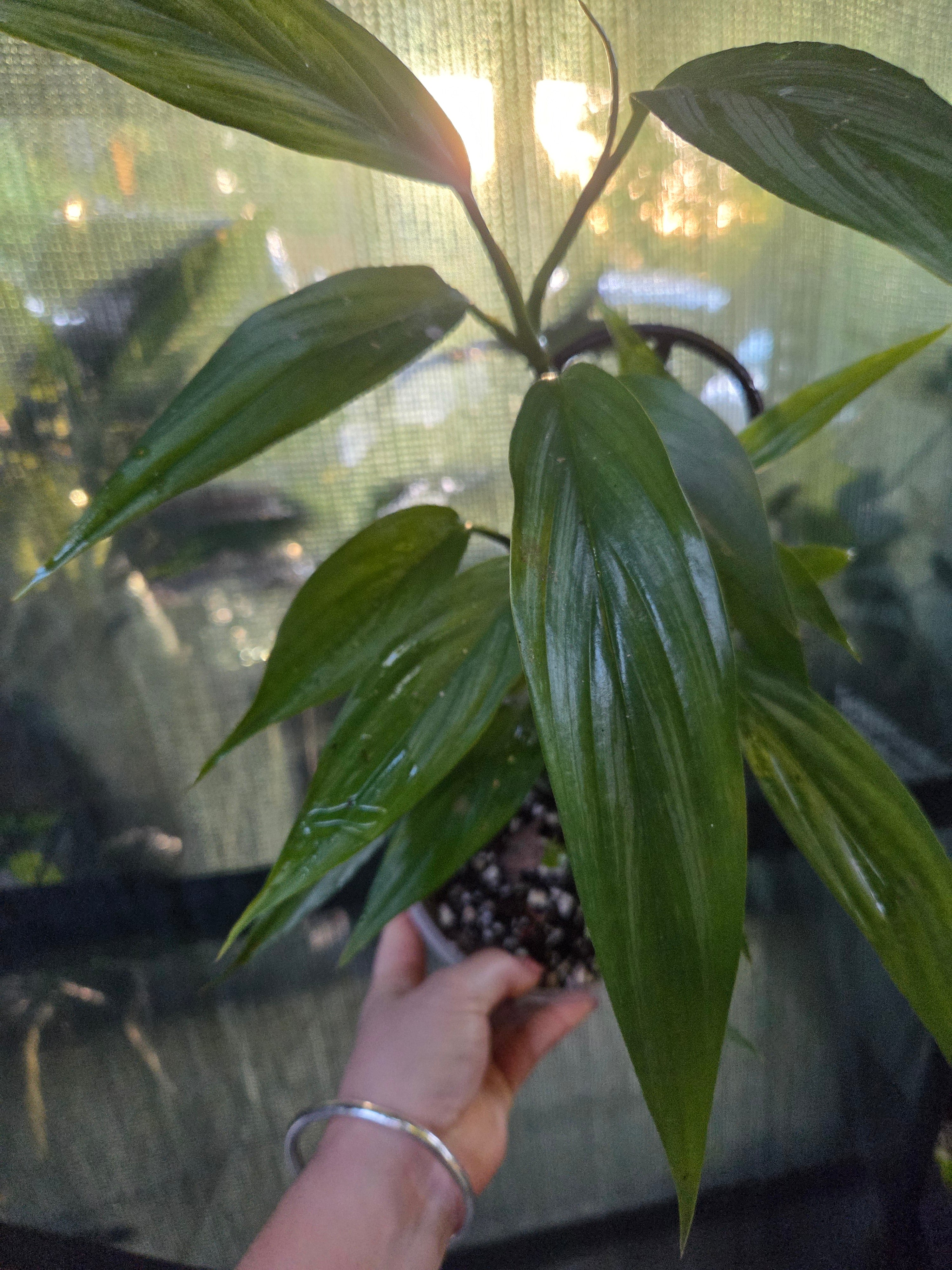 Epipremnum Amplissimum Silver Streak