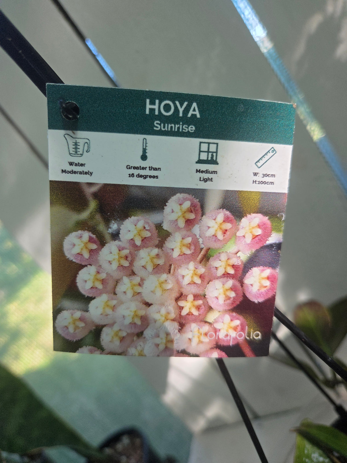 Hoya Sunrise sun stressed plant