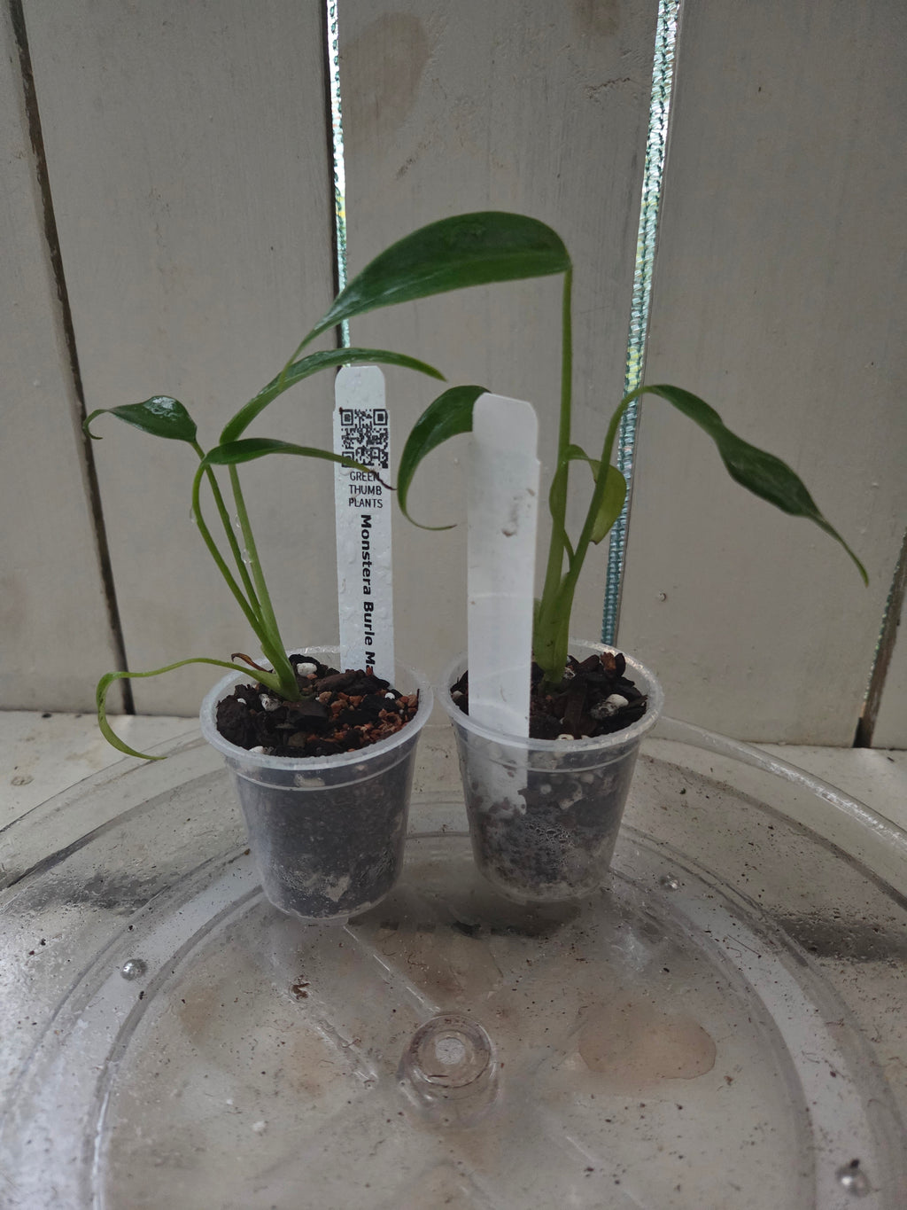 Monstera Burle Marx Flame RARE indoor plant! COLLECTORS ITEM winter hardened