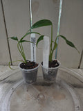 Monstera Burle Marx Flame RARE indoor plant! COLLECTORS ITEM winter hardened