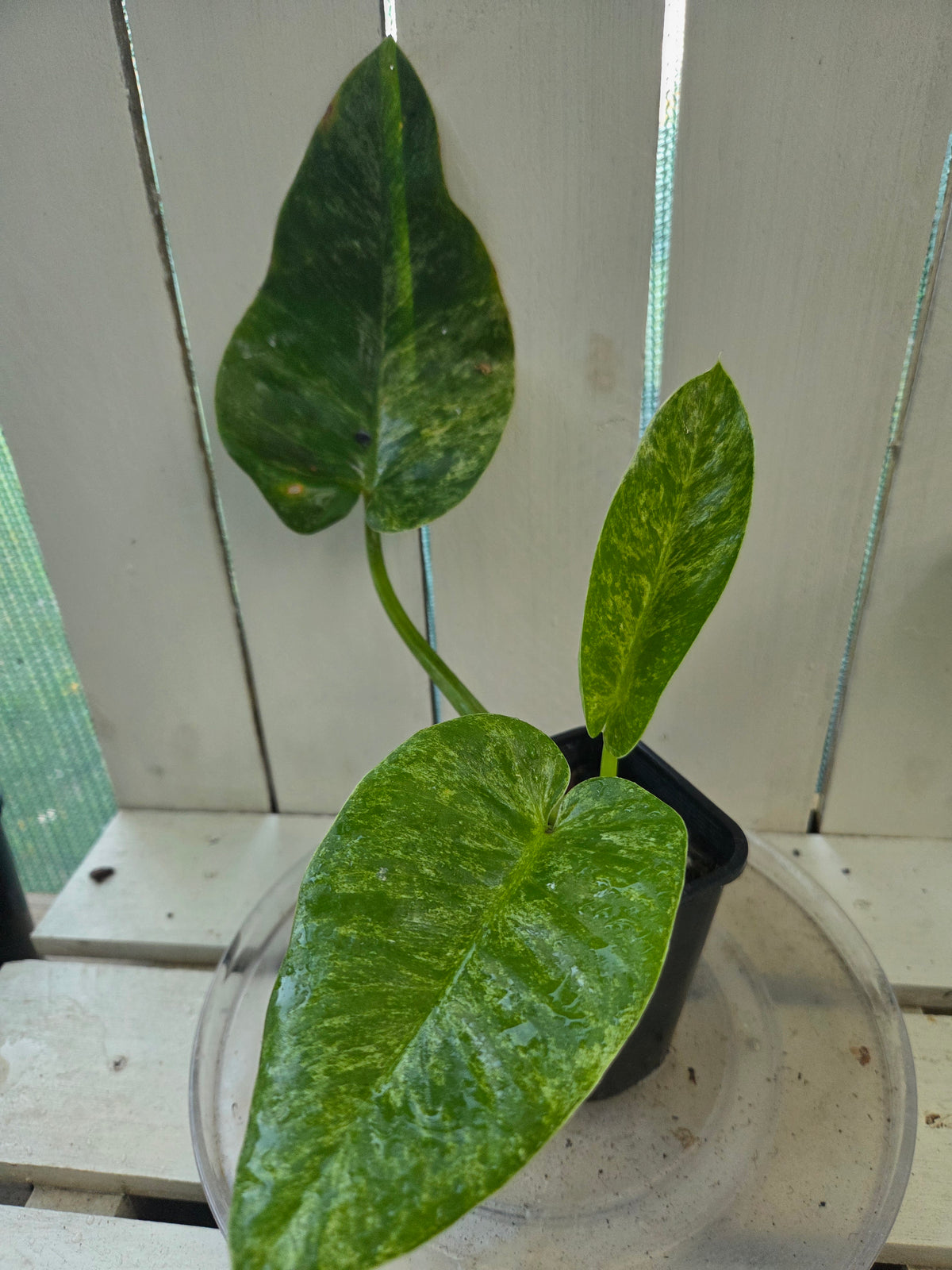 Philodendron blizzard giganteum Rare Variegated plant