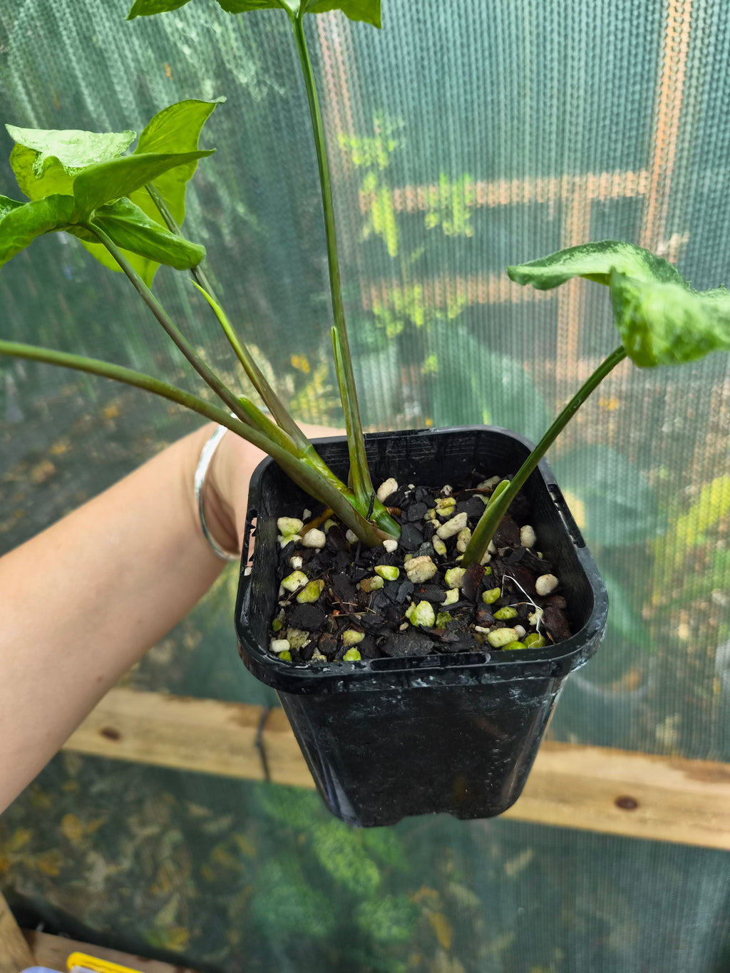 Syngonium Three Kings uncommon Syngonium aroid