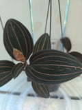 Ludisia discolor jewel orchid great for terrariums