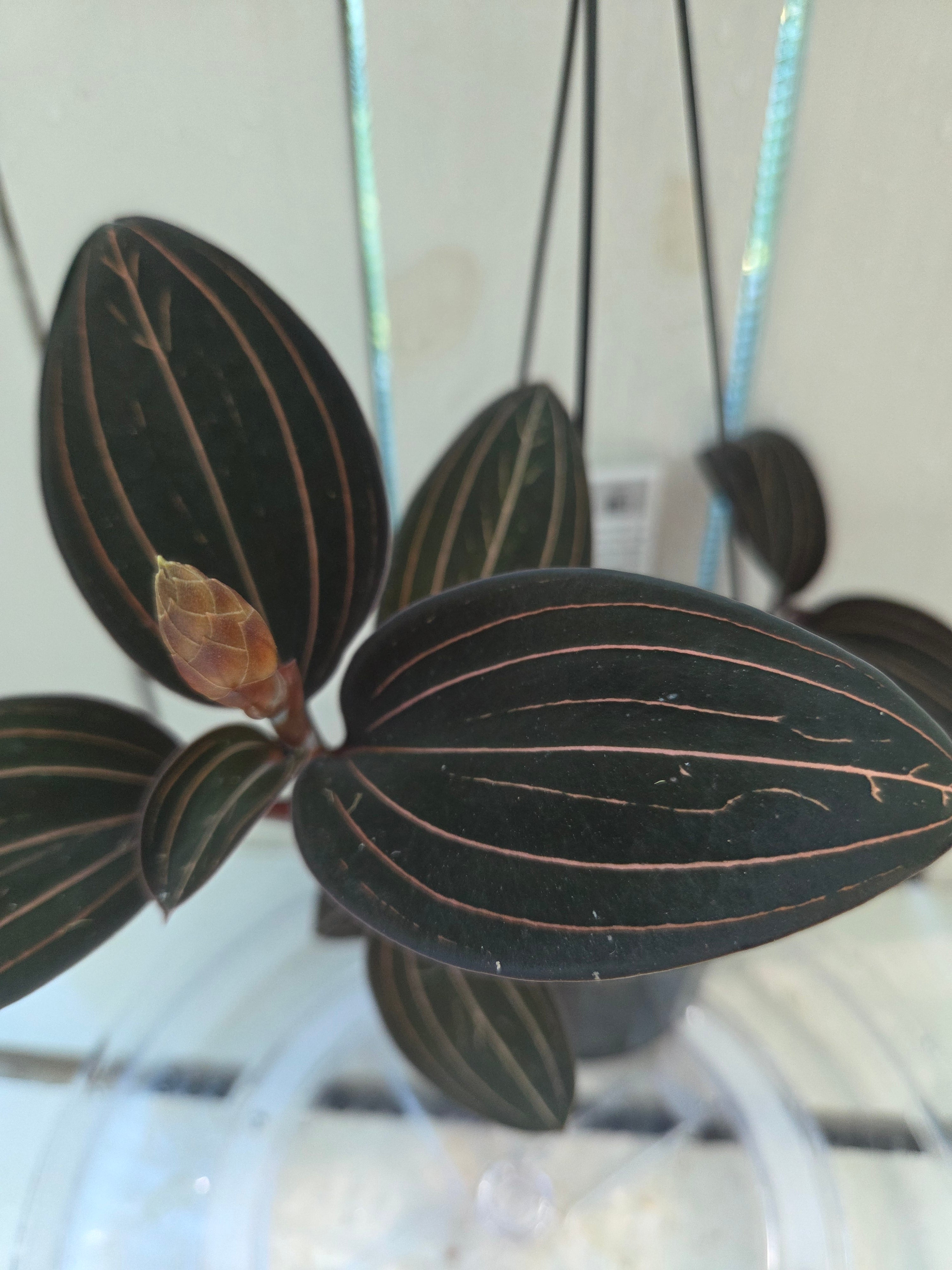 Ludisia discolor jewel orchid great for terrariums