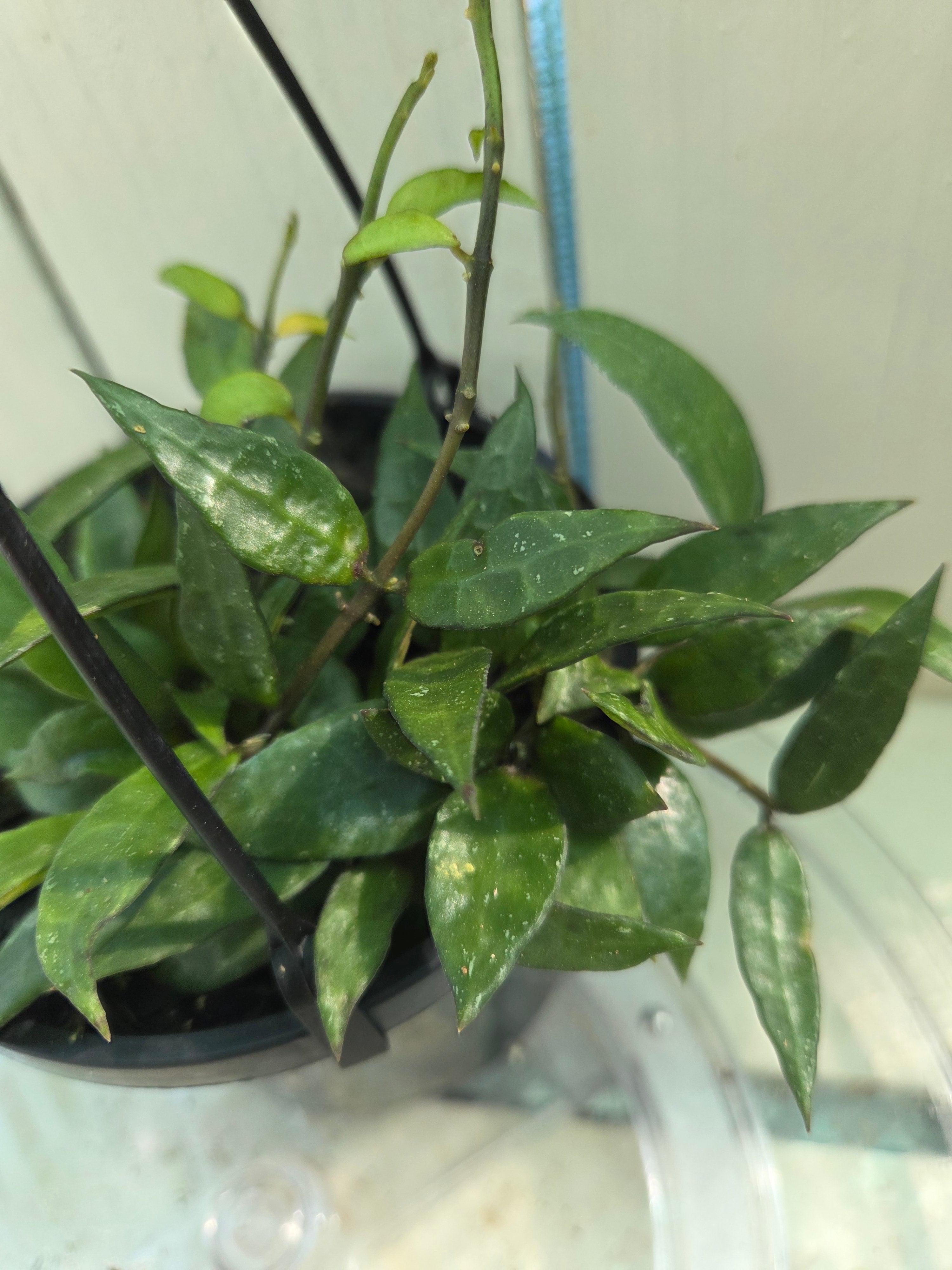 Hoya Lacunosa