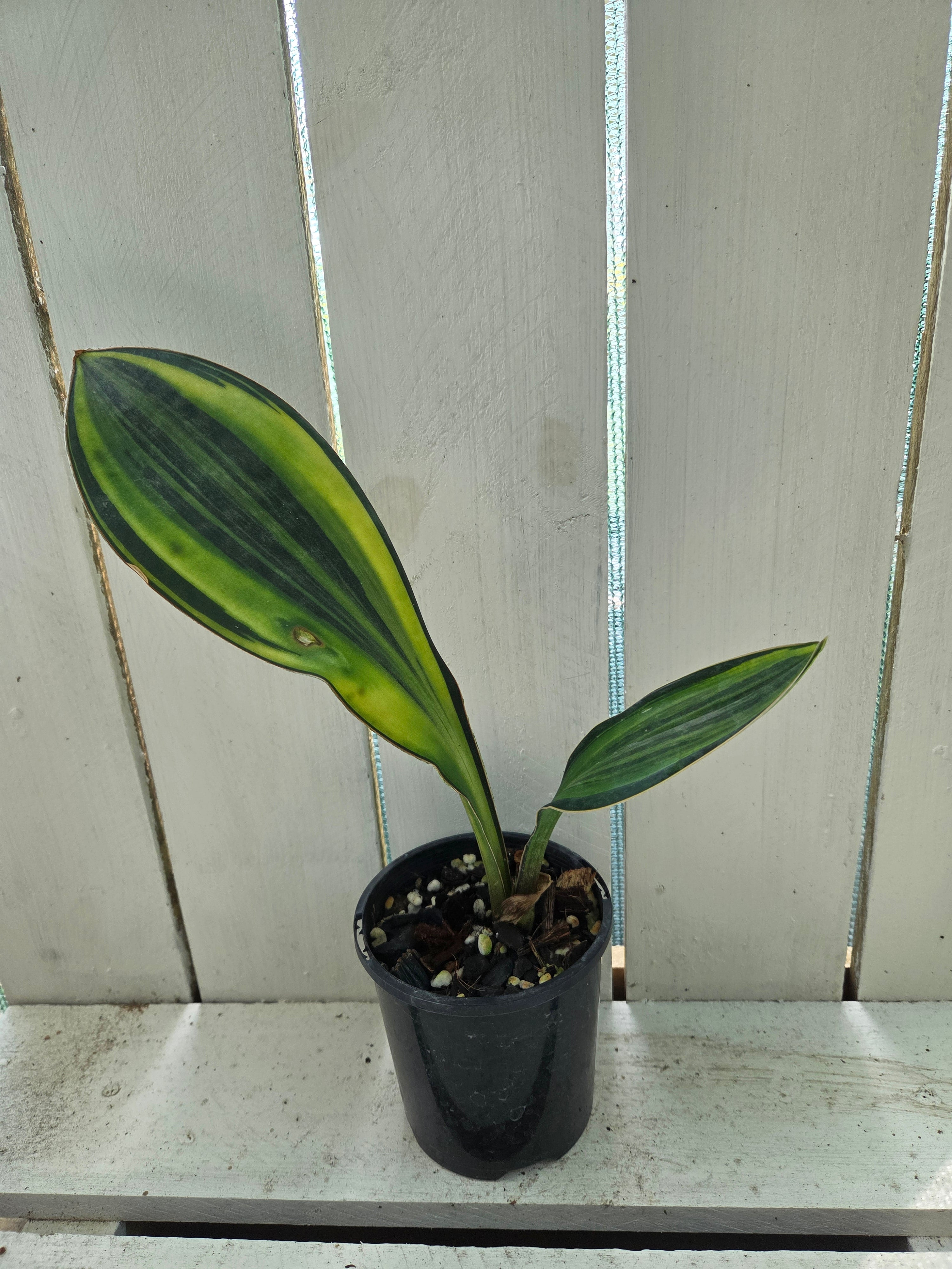 Sansevieria Masoniana Yellow Variegated -  aka Whale Fin