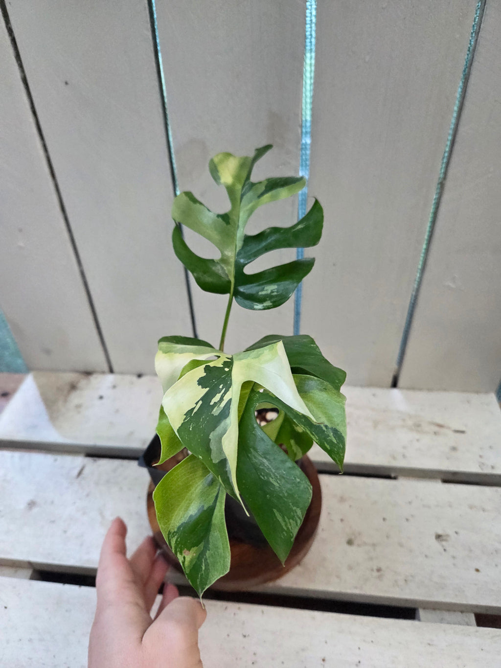 Rhaphidophora Tetrasperma Variegata aka Variegated mini Monstera rare indoor plant