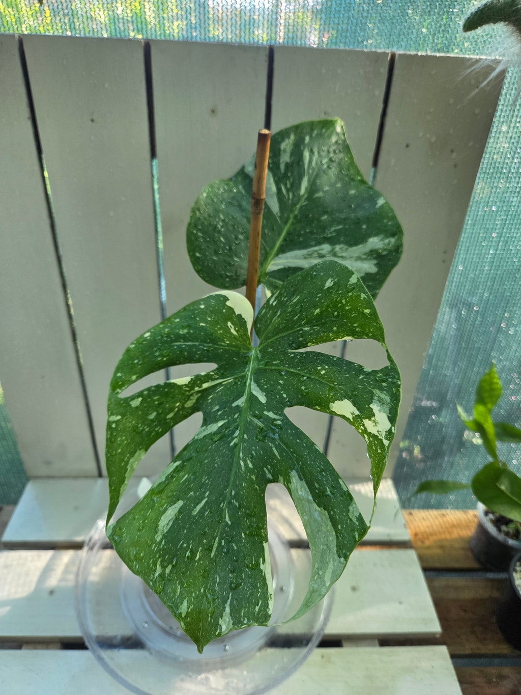 Monstera Thai Constellation