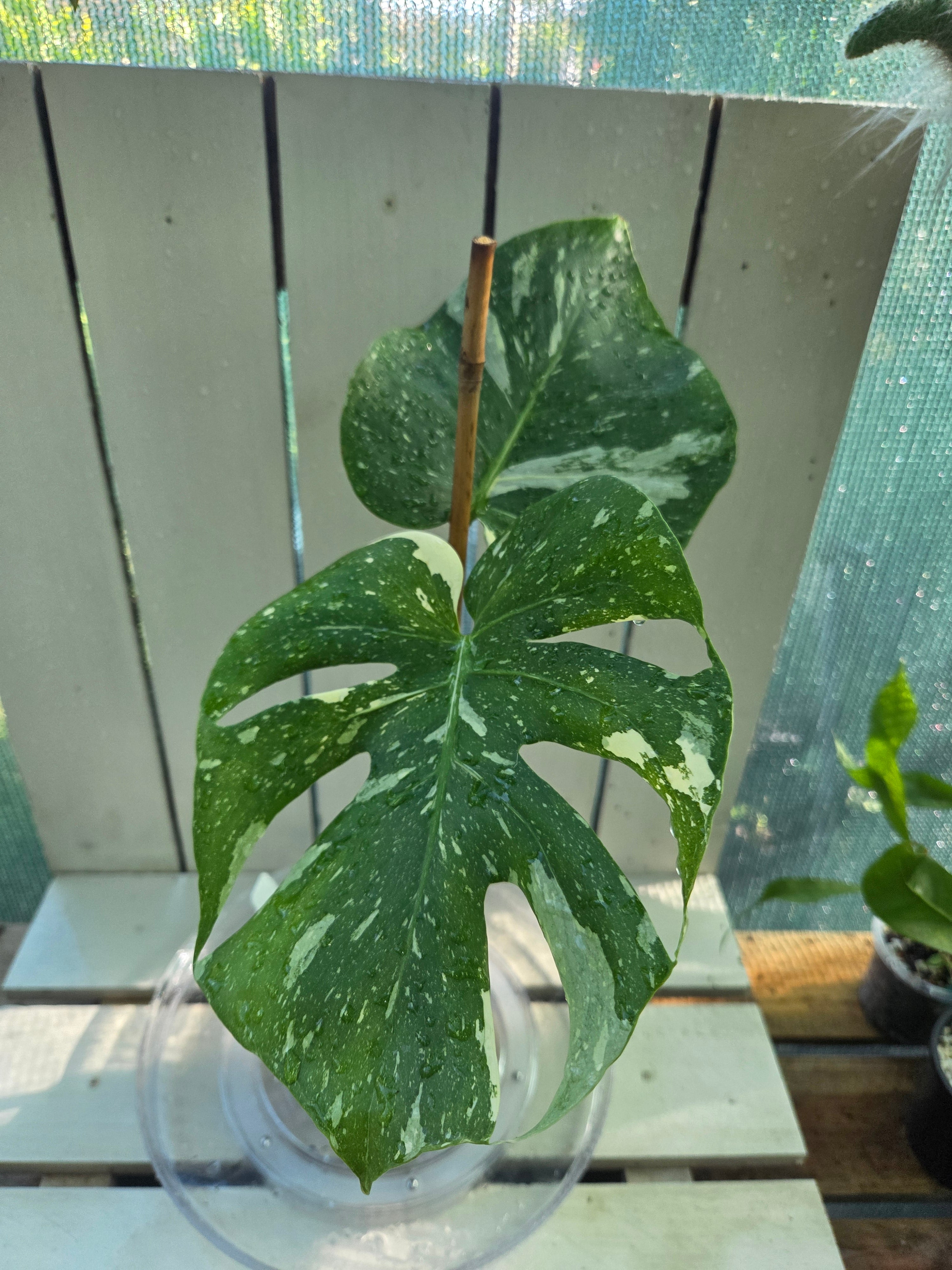Monstera Thai Constellation
