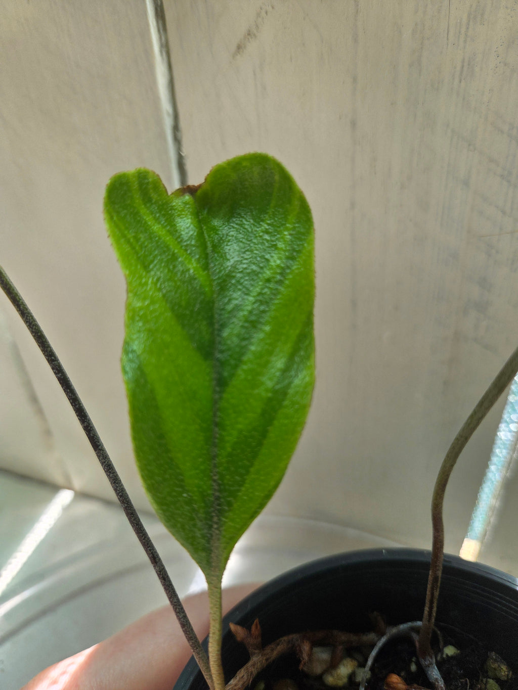 Pyrrosia lingua Variegata tounge fern