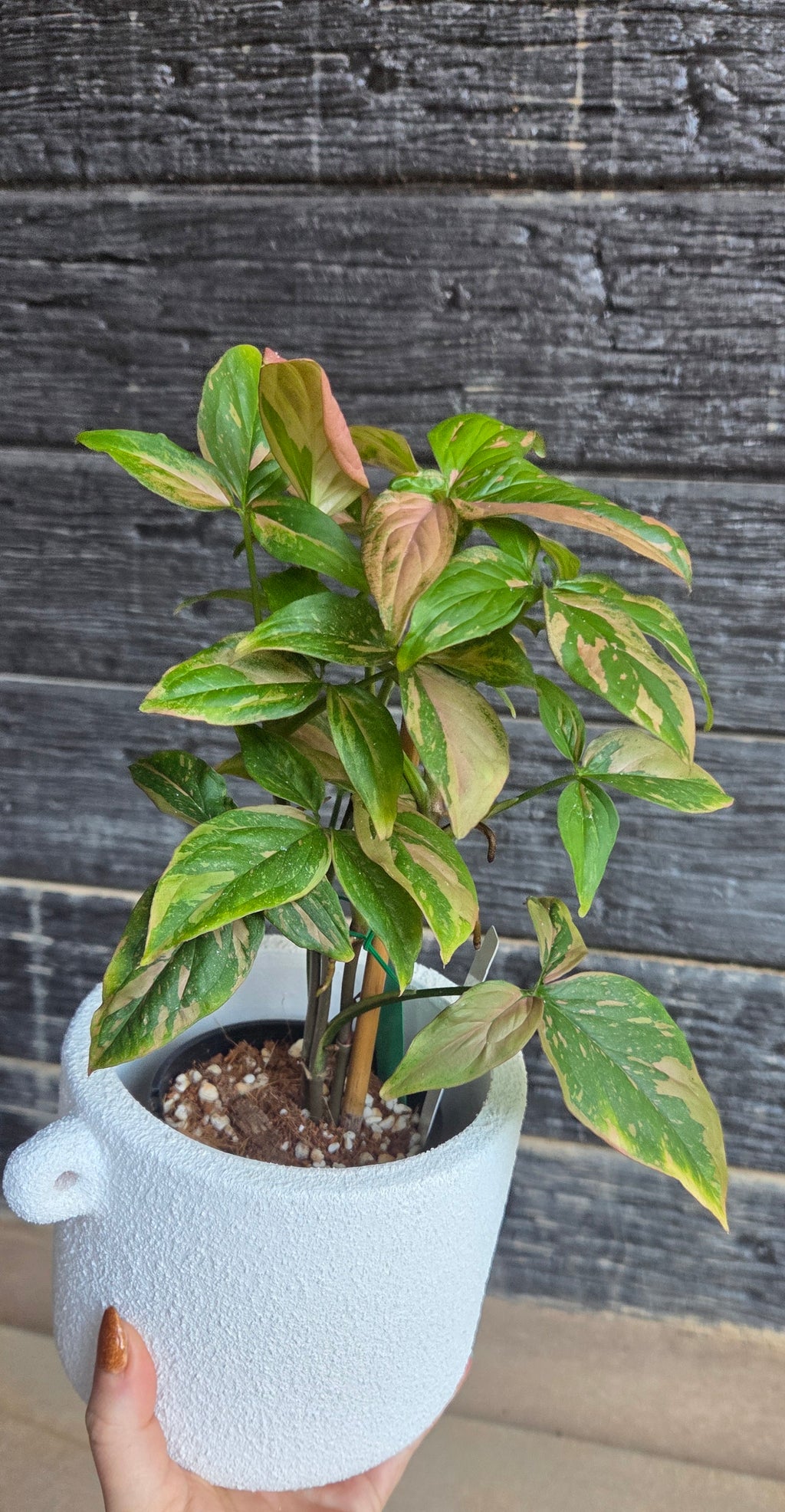 Syngonium Red Spot in White Terracotta textured pot
