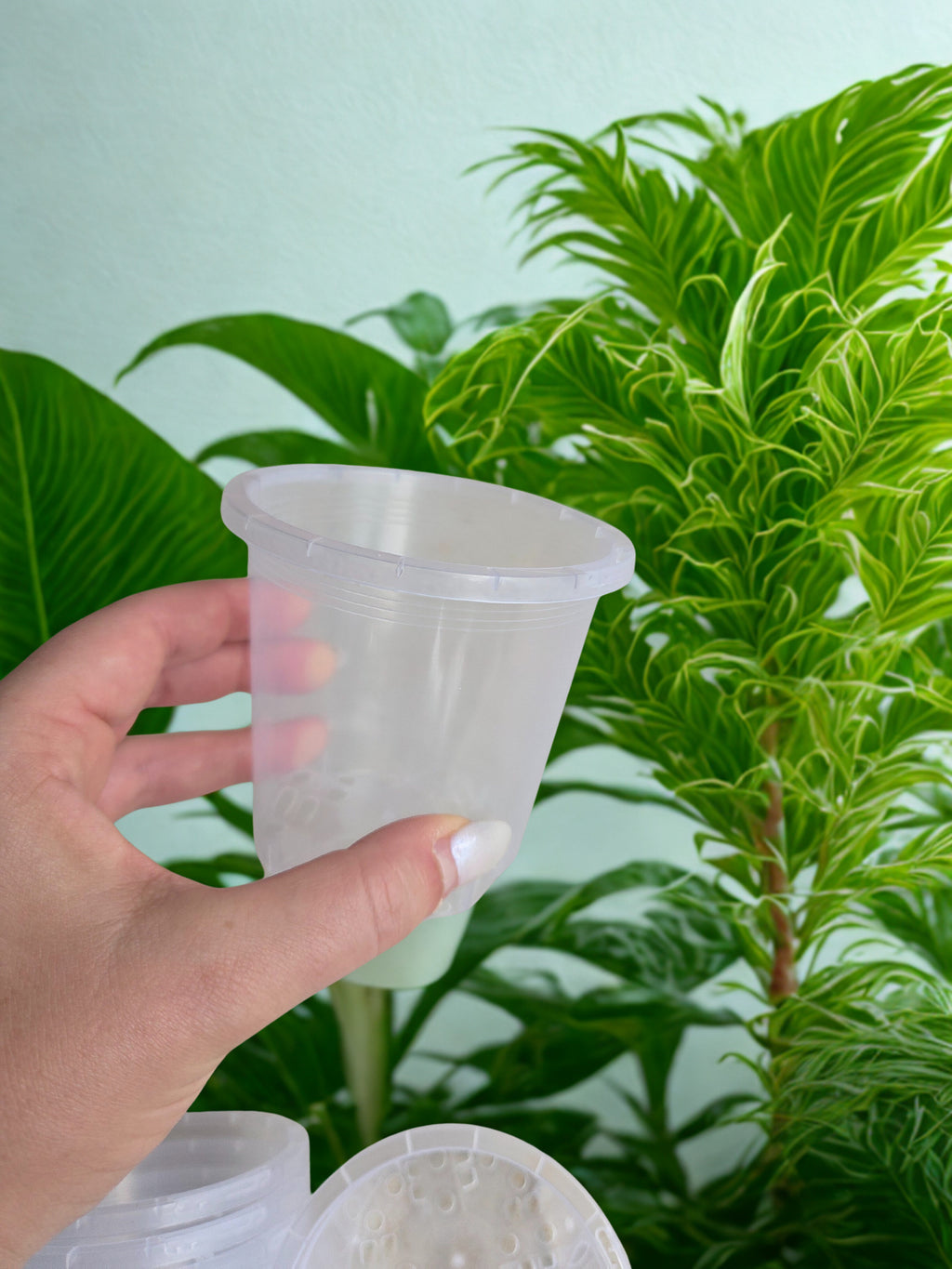 Clear grow pots 90mm - 10 pack HIGH QUALITY