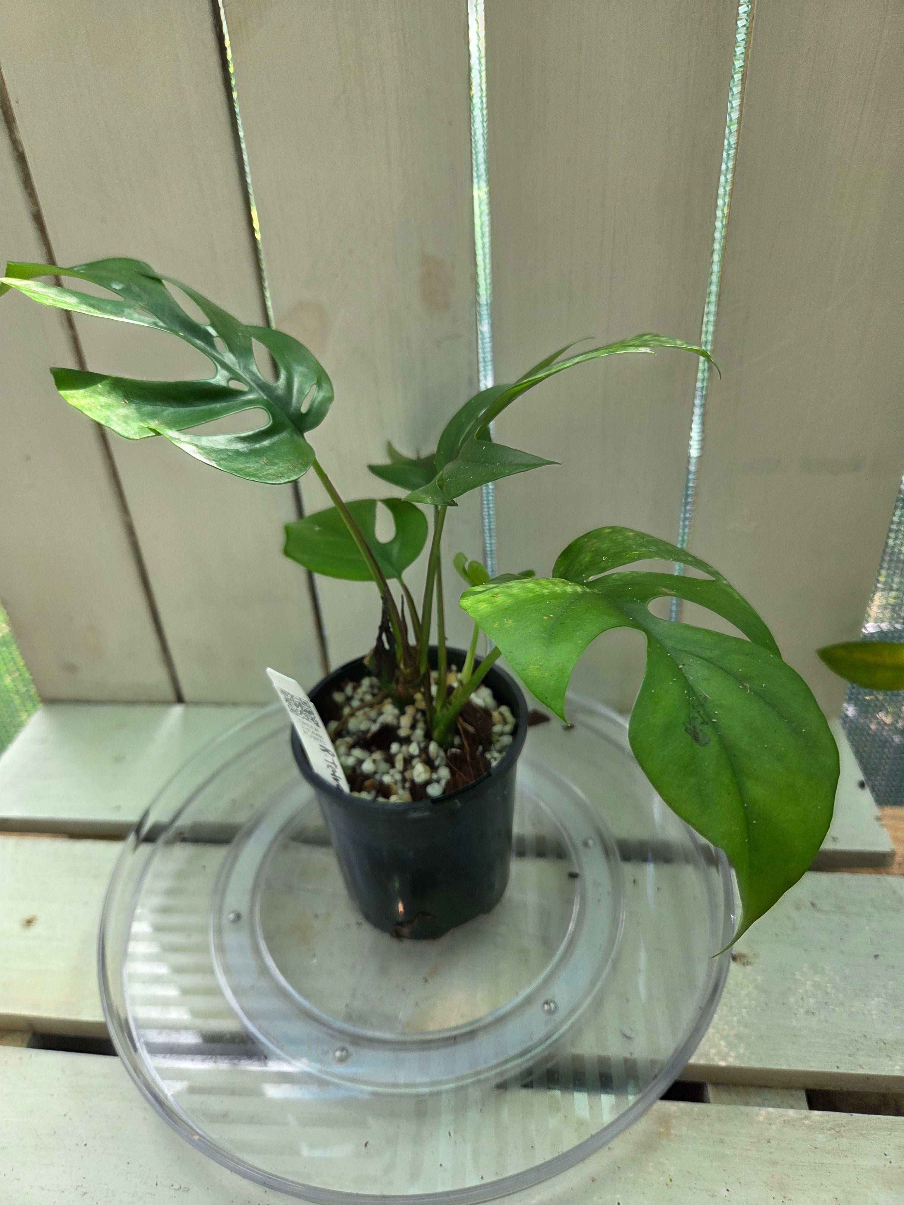 Rhaphidophora Tetrasperma small