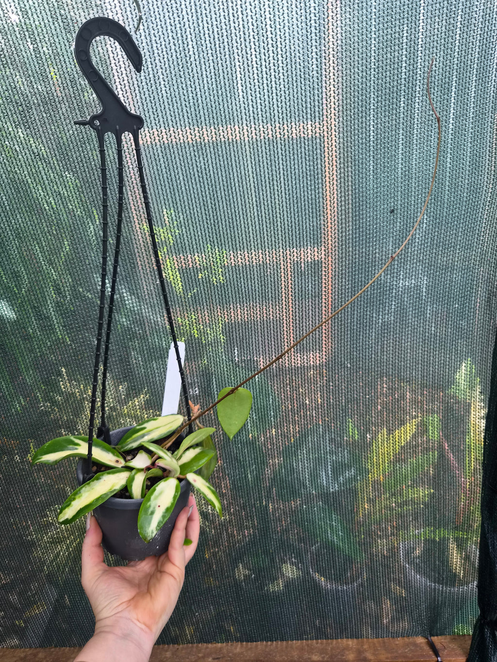 Hoya acuta variegata inner variegation