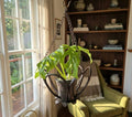 Metal hanging planter holds 90mm potted plant