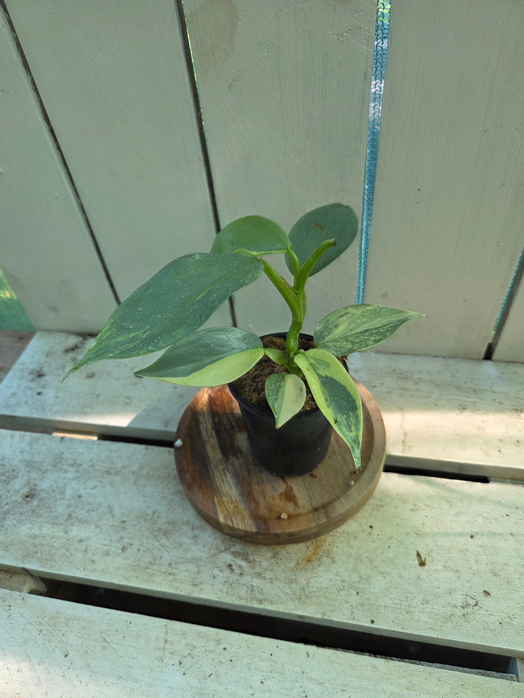 Variegated Philodendron Hastatum aka Silver Sword half moon rare indoor plant