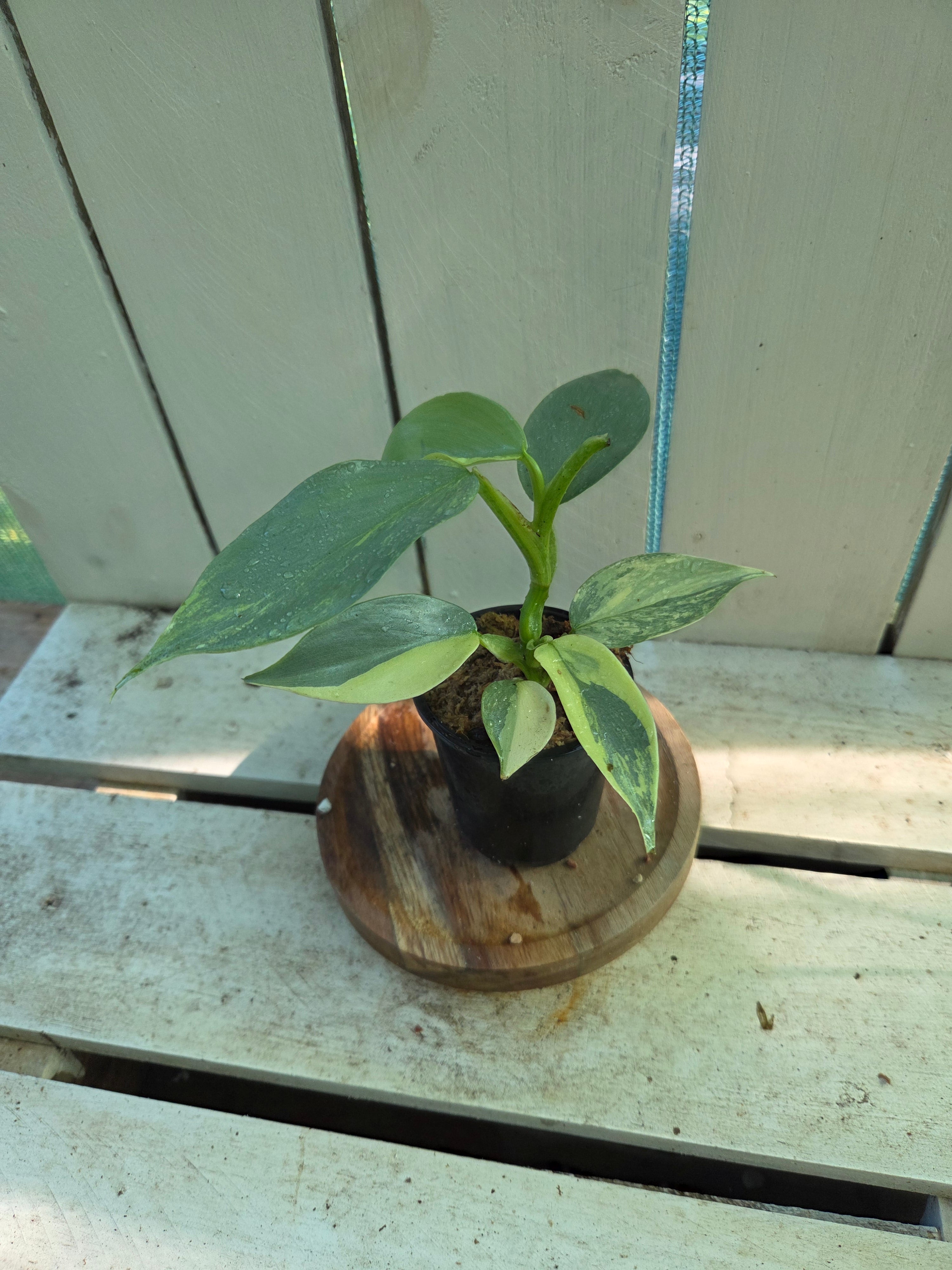 Variegated Philodendron Hastatum aka Silver Sword half moon rare indoor plant