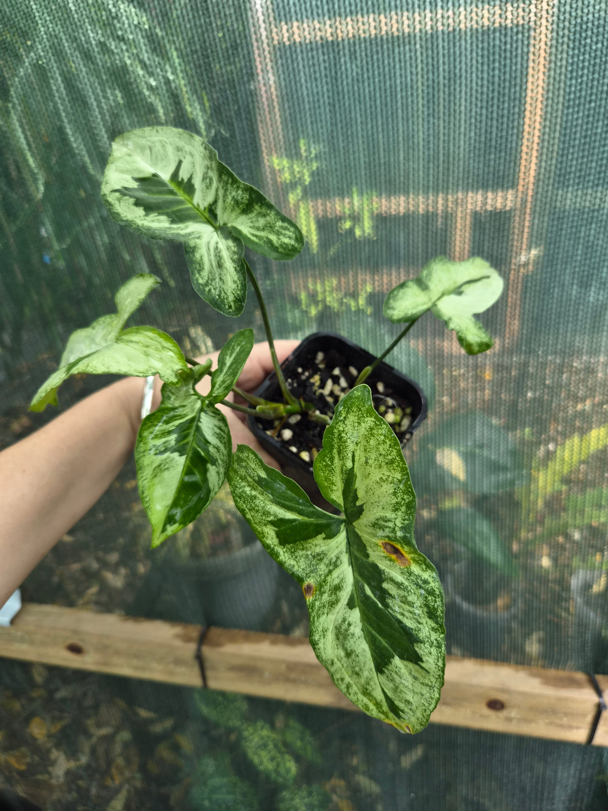 Syngonium Three Kings uncommon Syngonium aroid