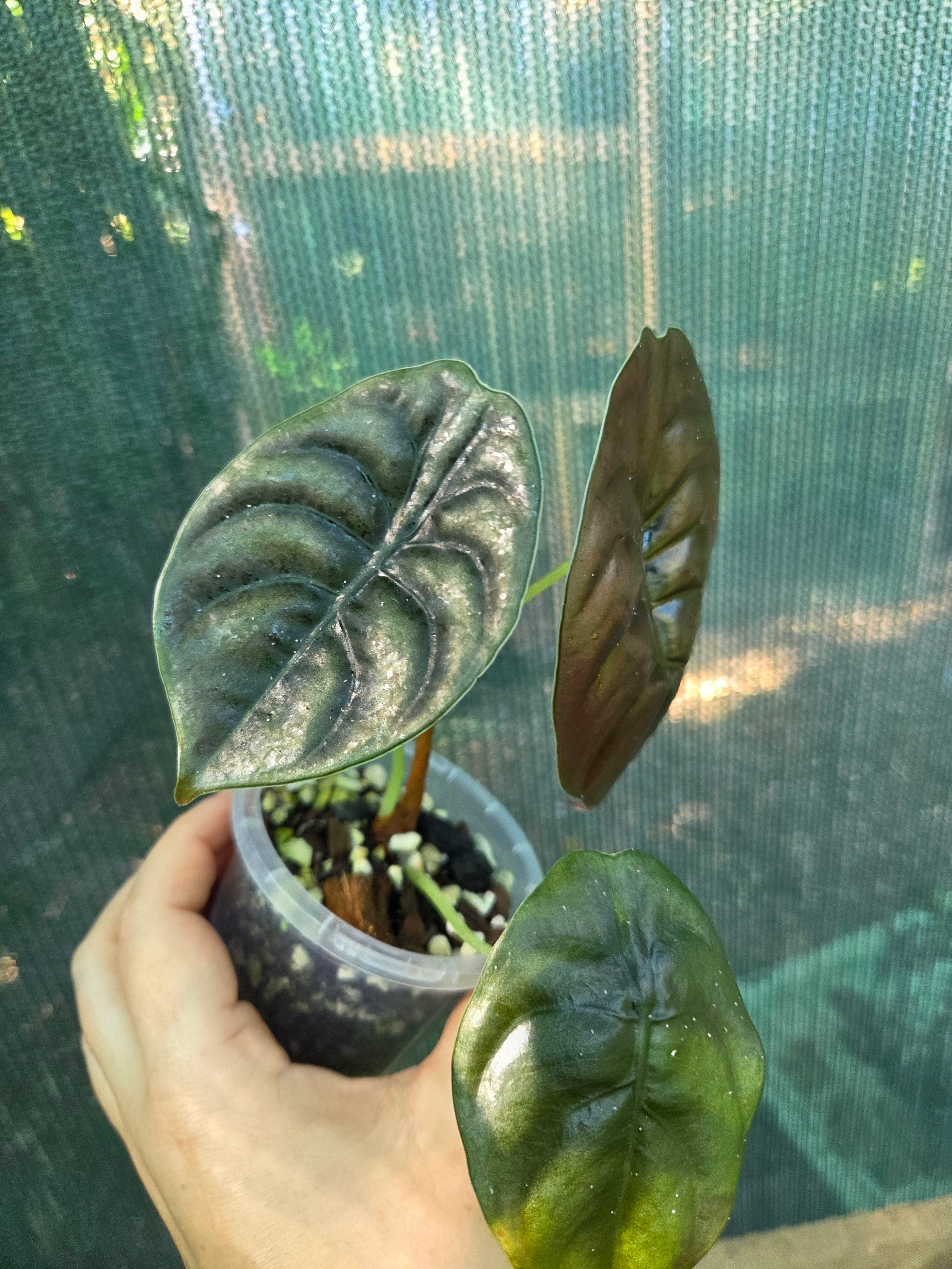 Alocasia Cuprea Red Secret