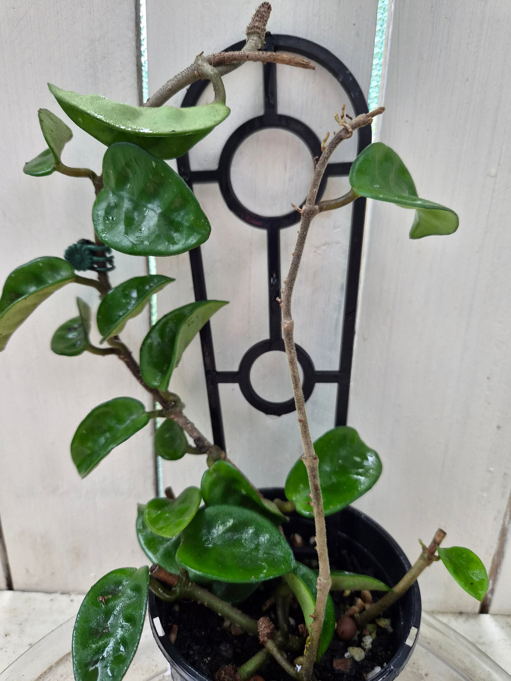 Hoya Compacta Krinkle | Green Thumb Plants