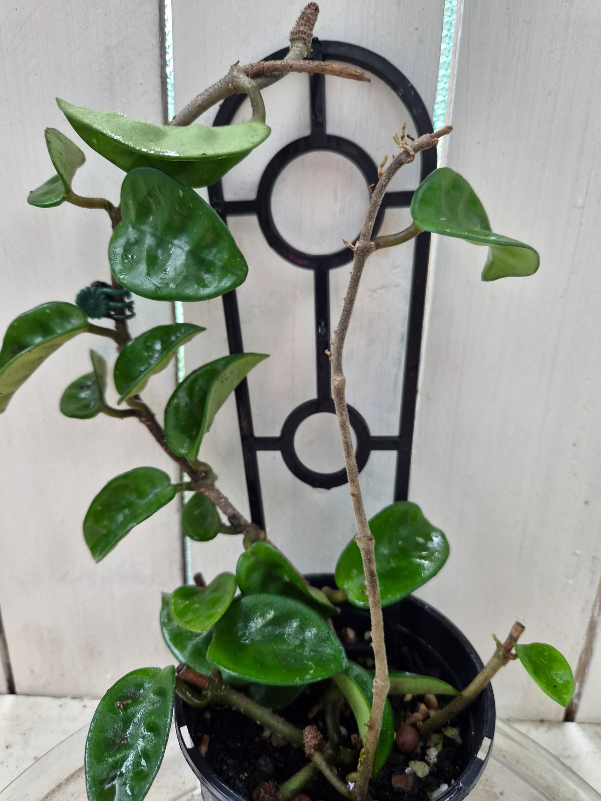 Hoya Compacta Krinkle | Green Thumb Plants