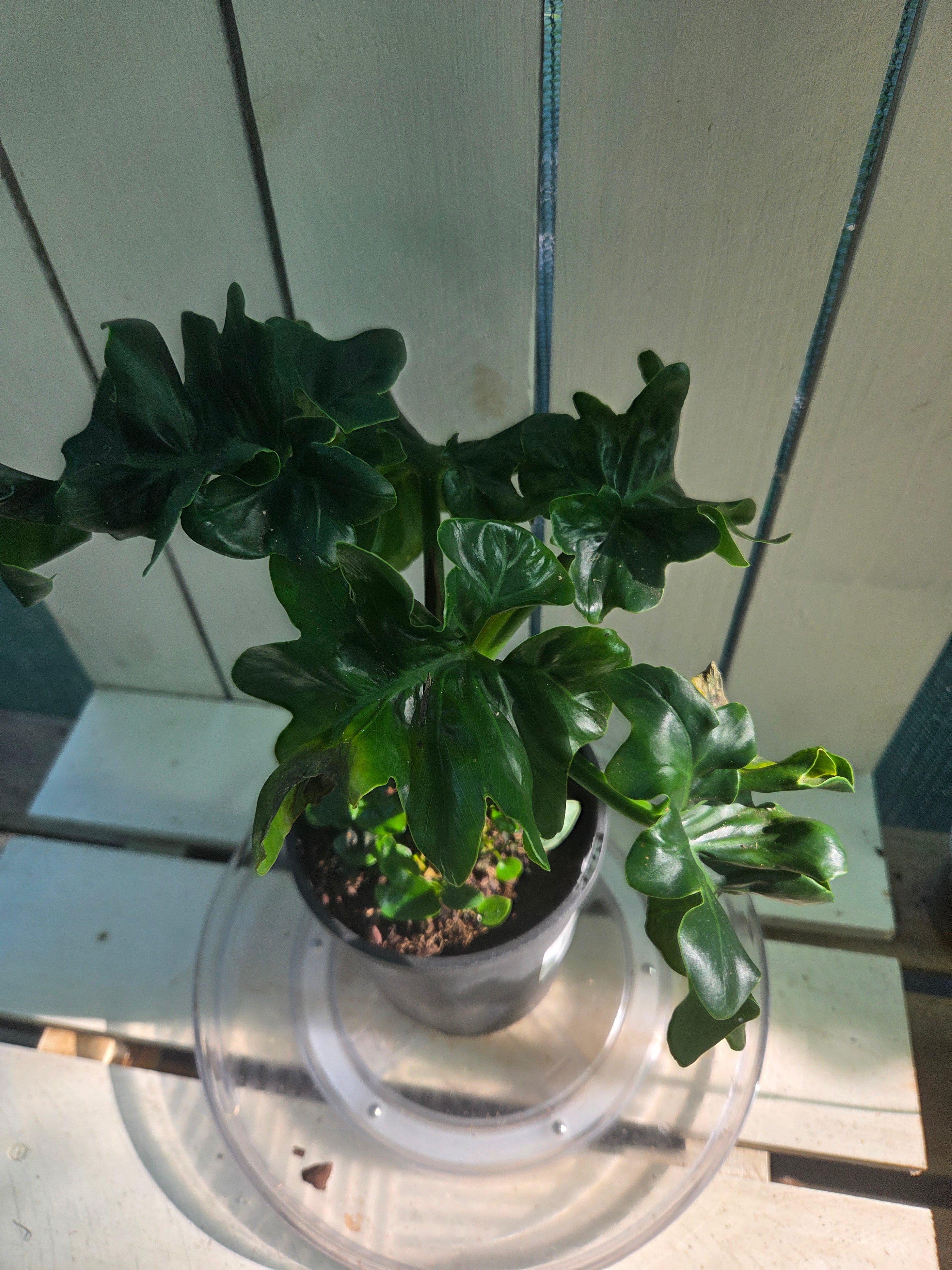 Philodendron Super Atom