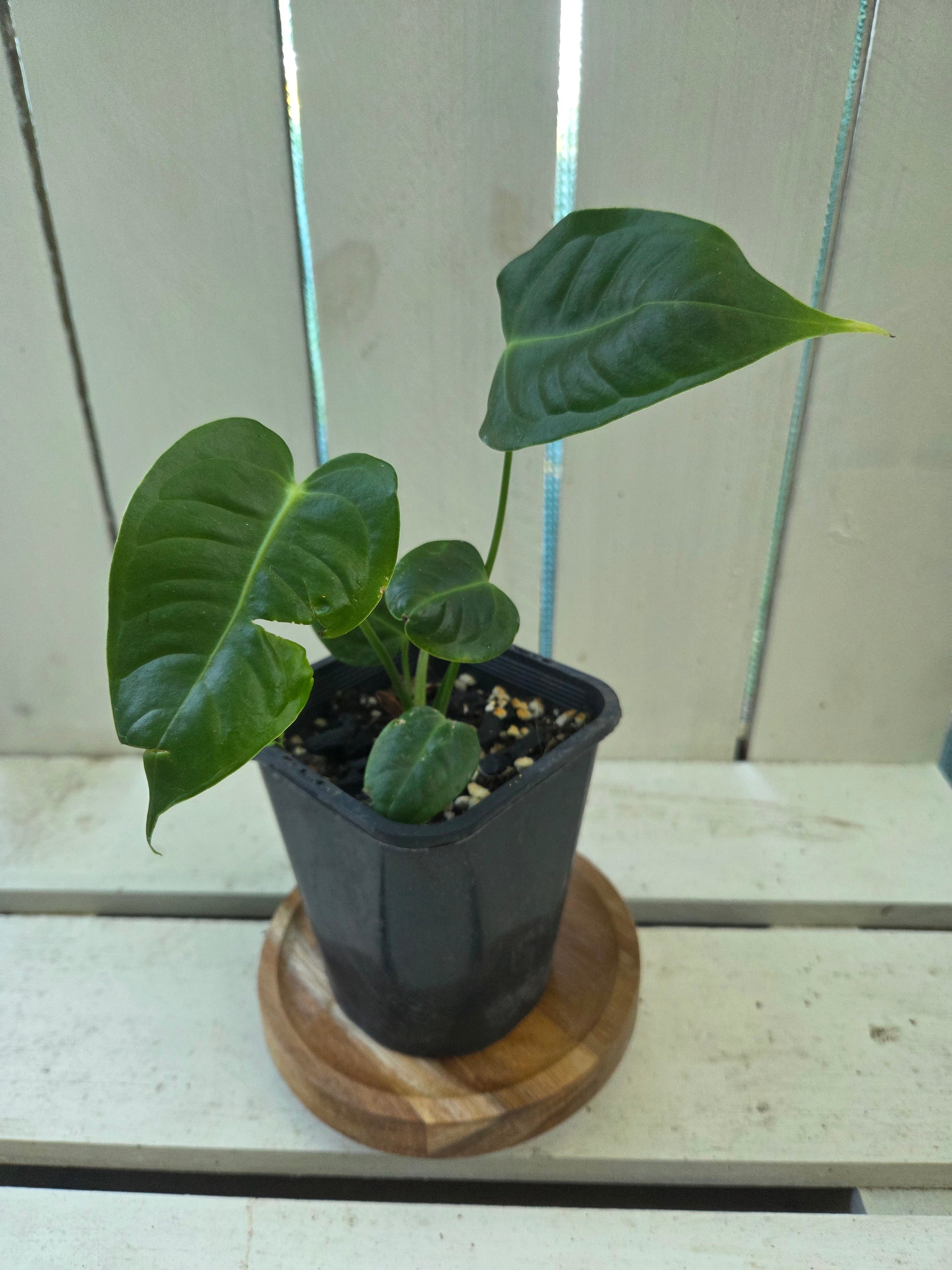 Anthurium Veitchii Narrow form small plants