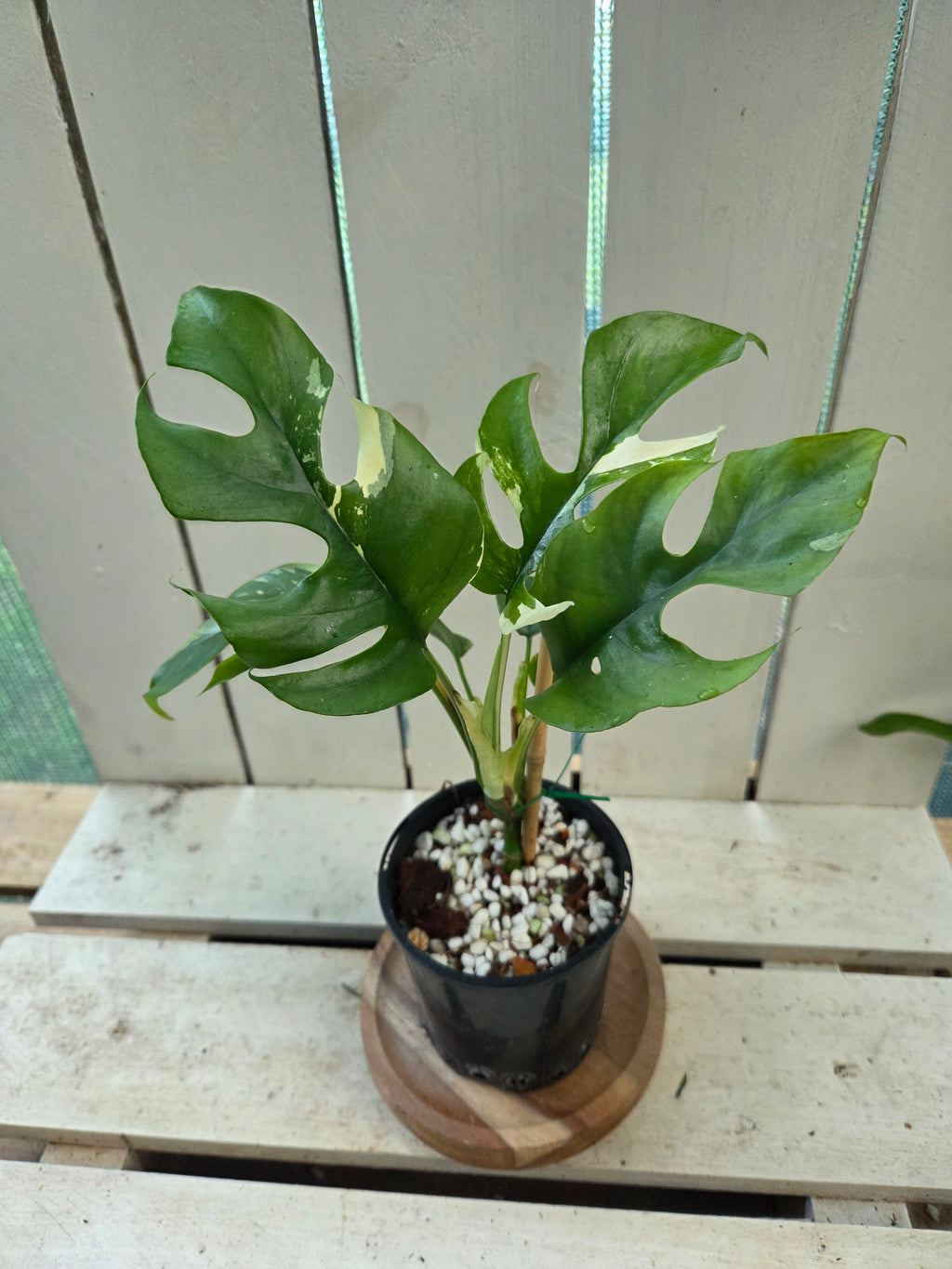 Rhaphidophora Tetrasperma Variegata aka Variegated Mini Monstera rare indoor plant