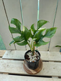 Rhaphidophora Tetrasperma Variegata aka Variegated Mini Monstera rare indoor plant