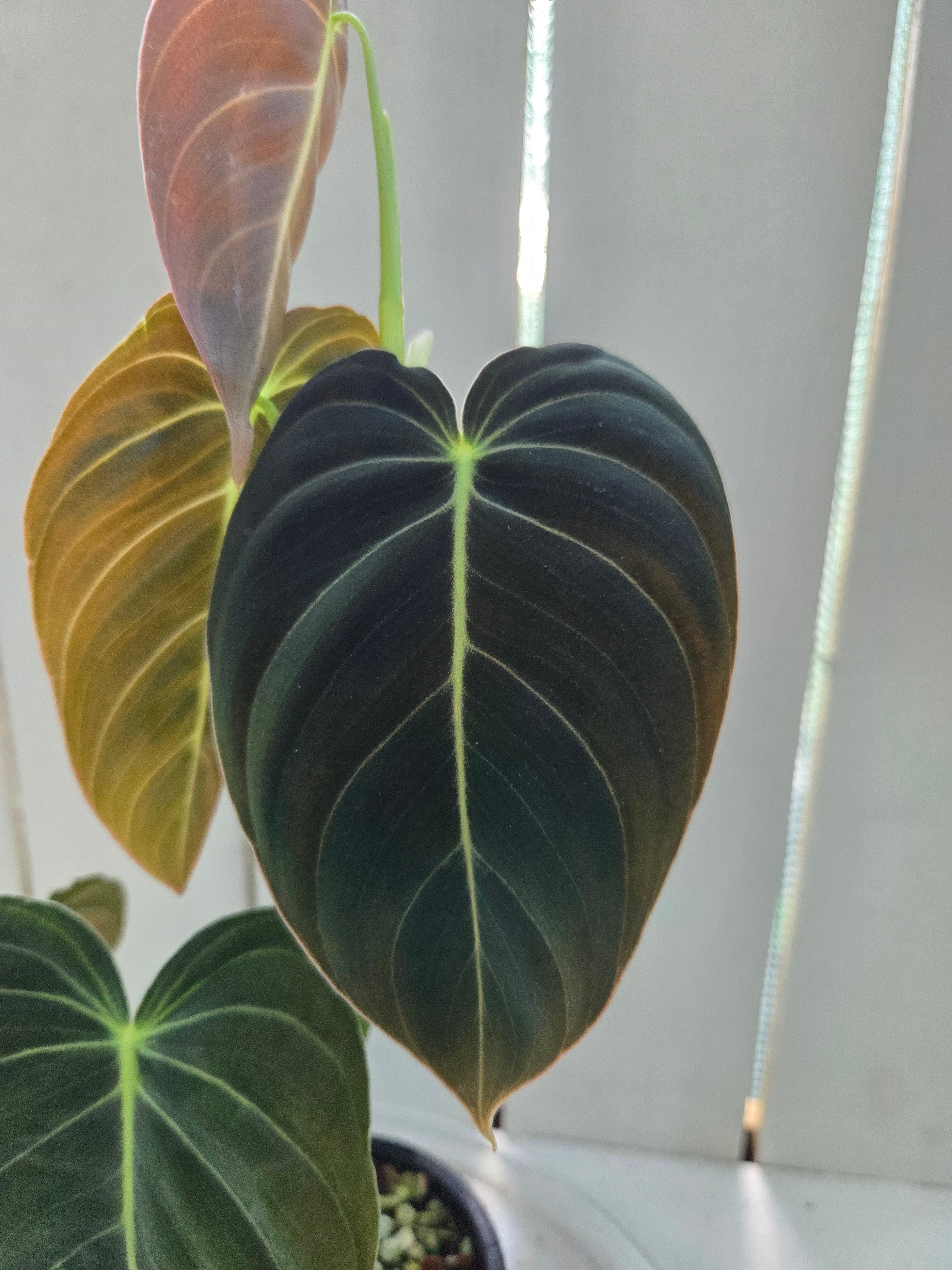 Philodendron Melanochrysum