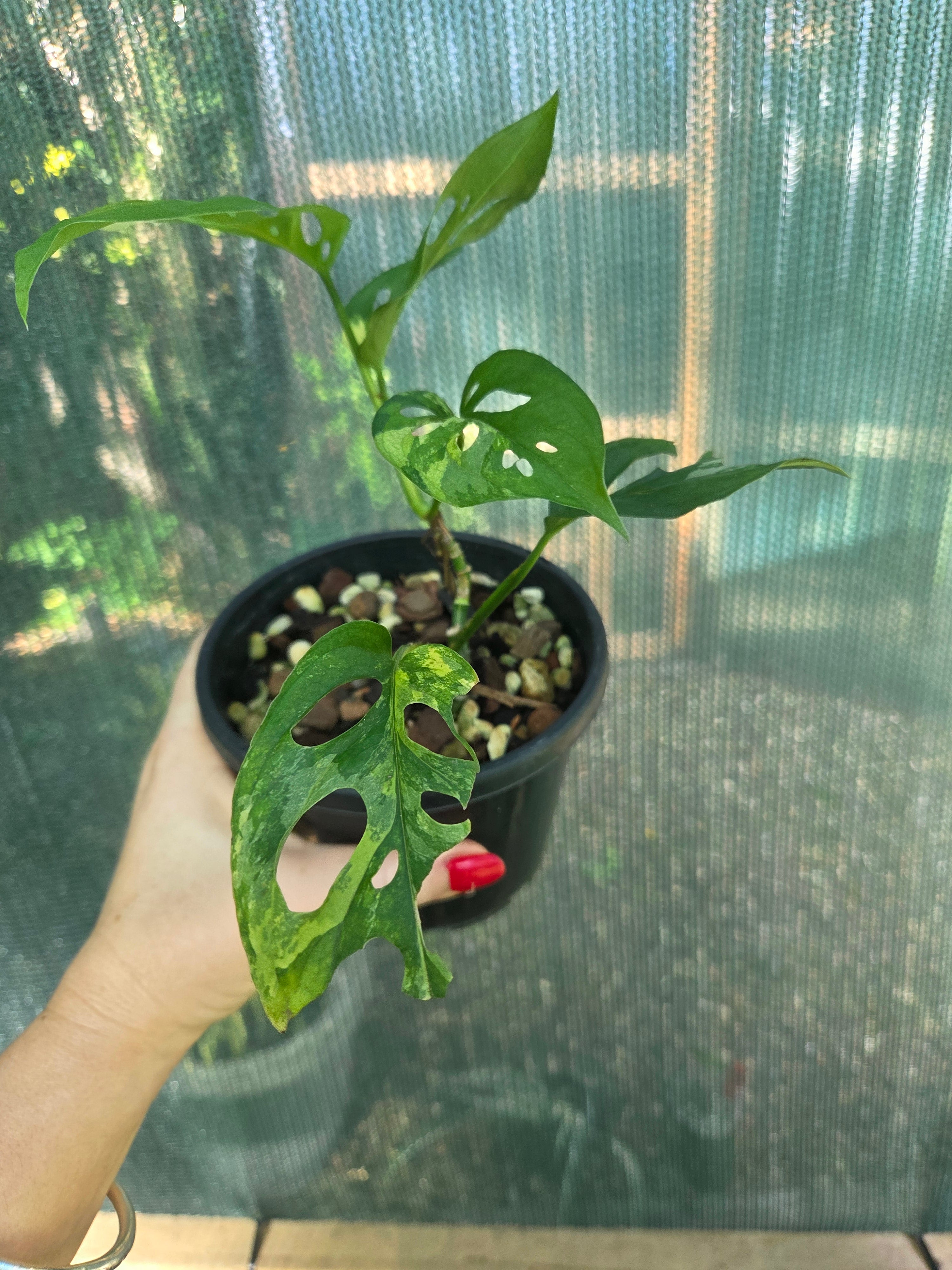 Monstera Adansonii Aurea