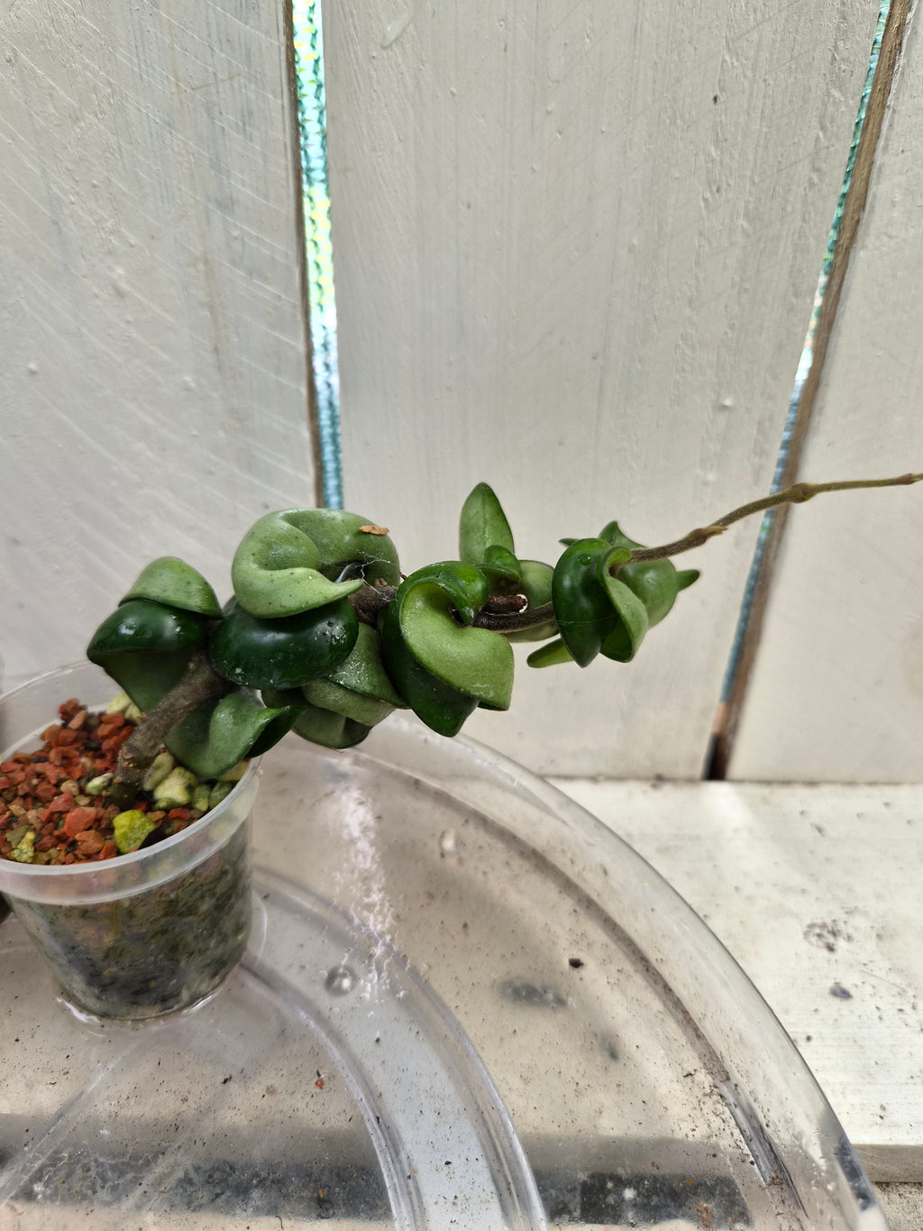 Hoya compacta 'Indian Rope hoya'