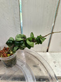 Hoya compacta 'Indian Rope hoya'