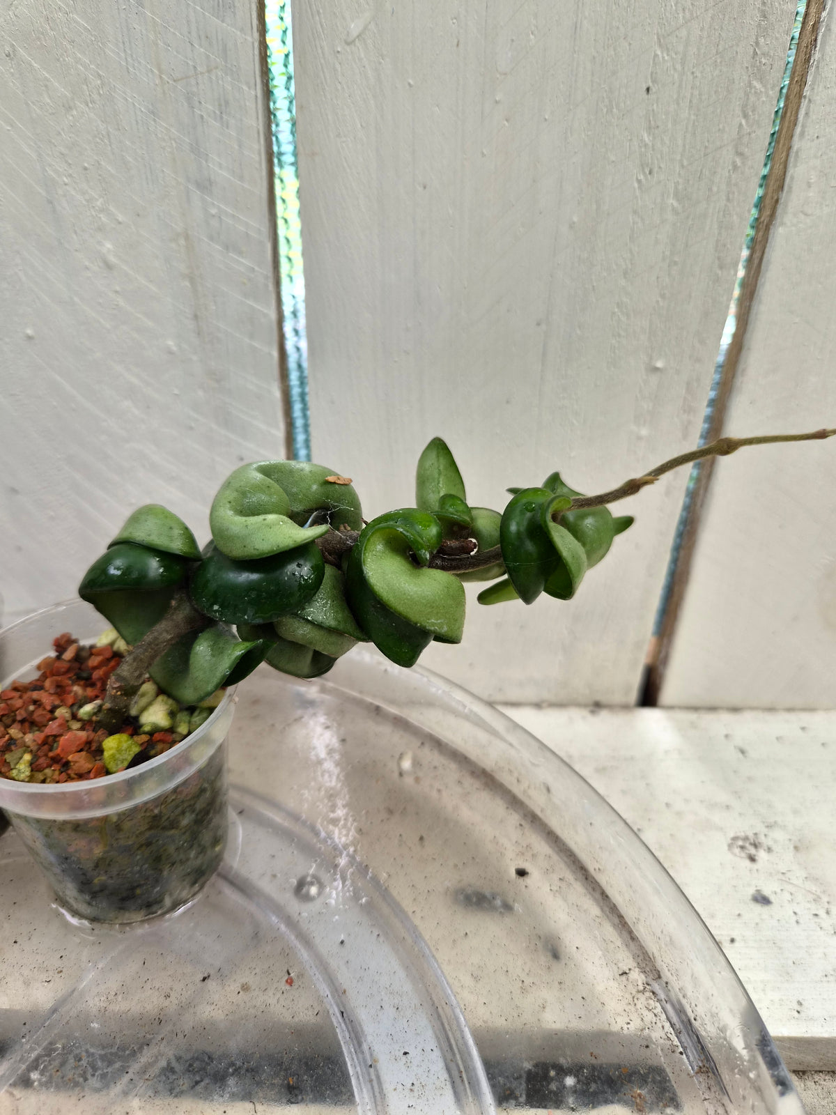 Hoya compacta 'Indian Rope hoya'