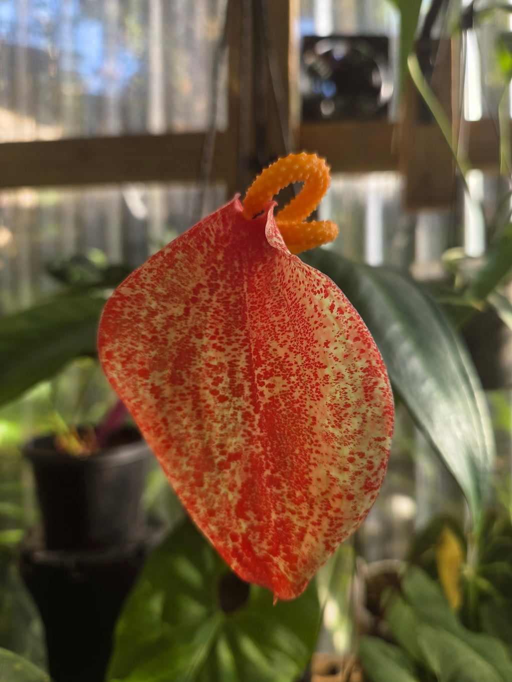 Anthurium Scherzerianum 'Rothschildianum'